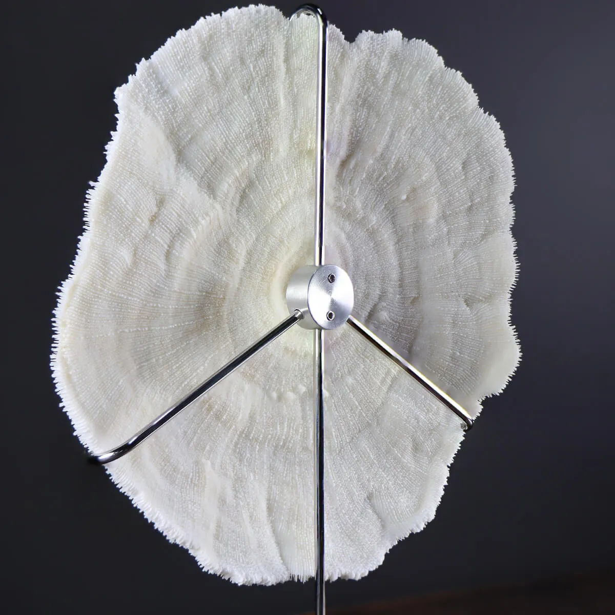 Halomitra Pileus