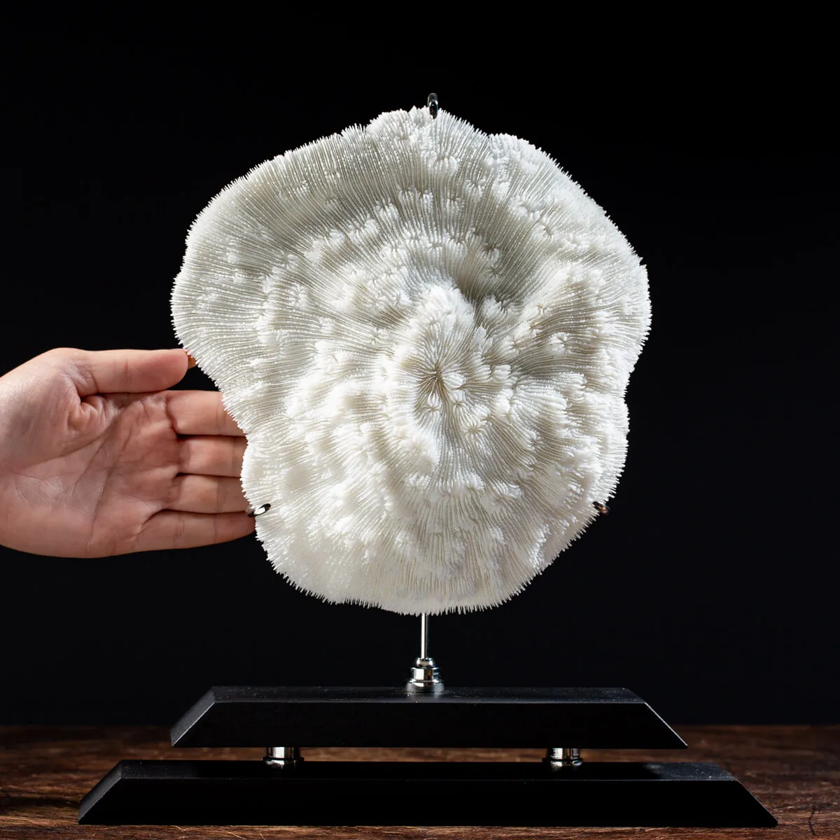 Halomitra Pileus