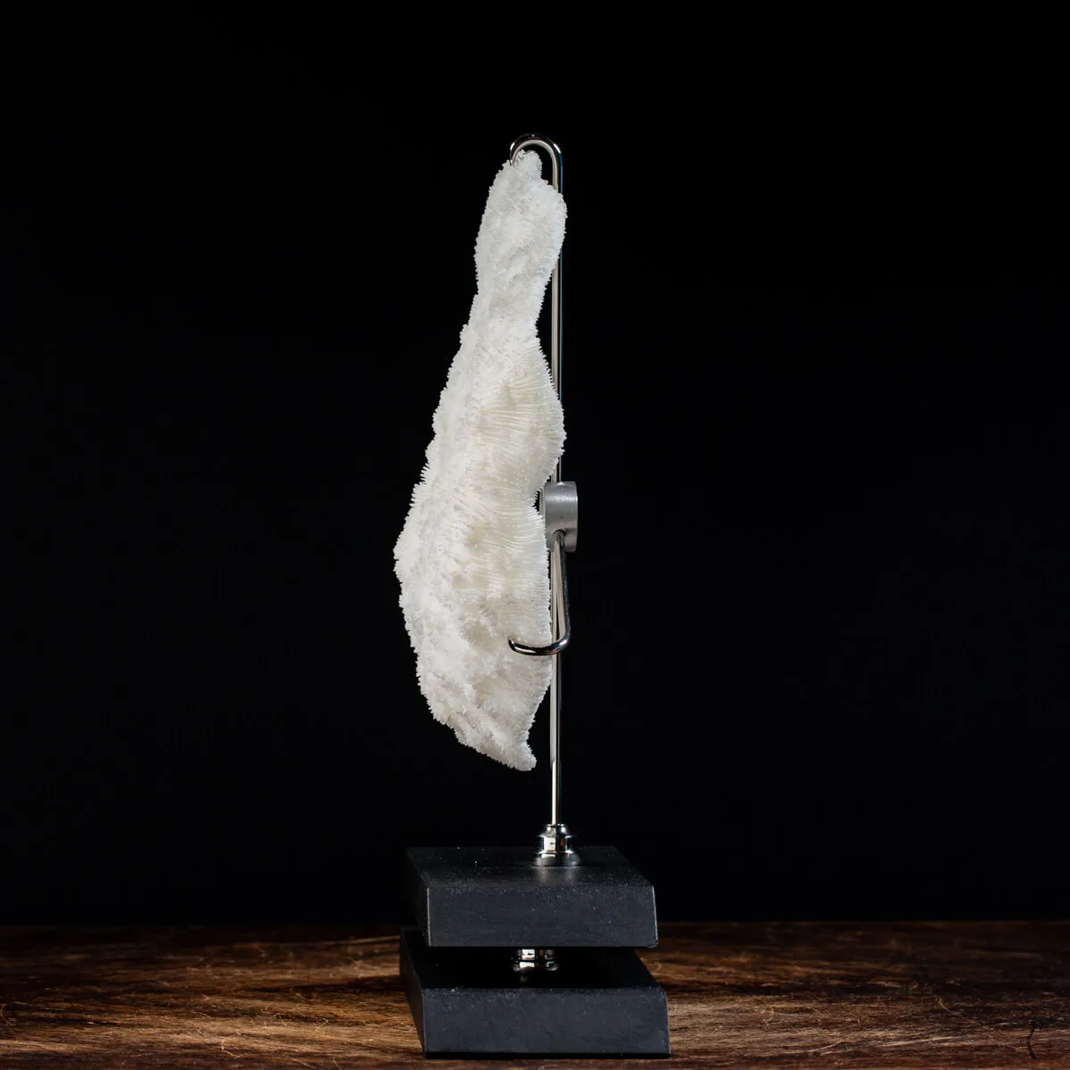Halomitra Pileus
