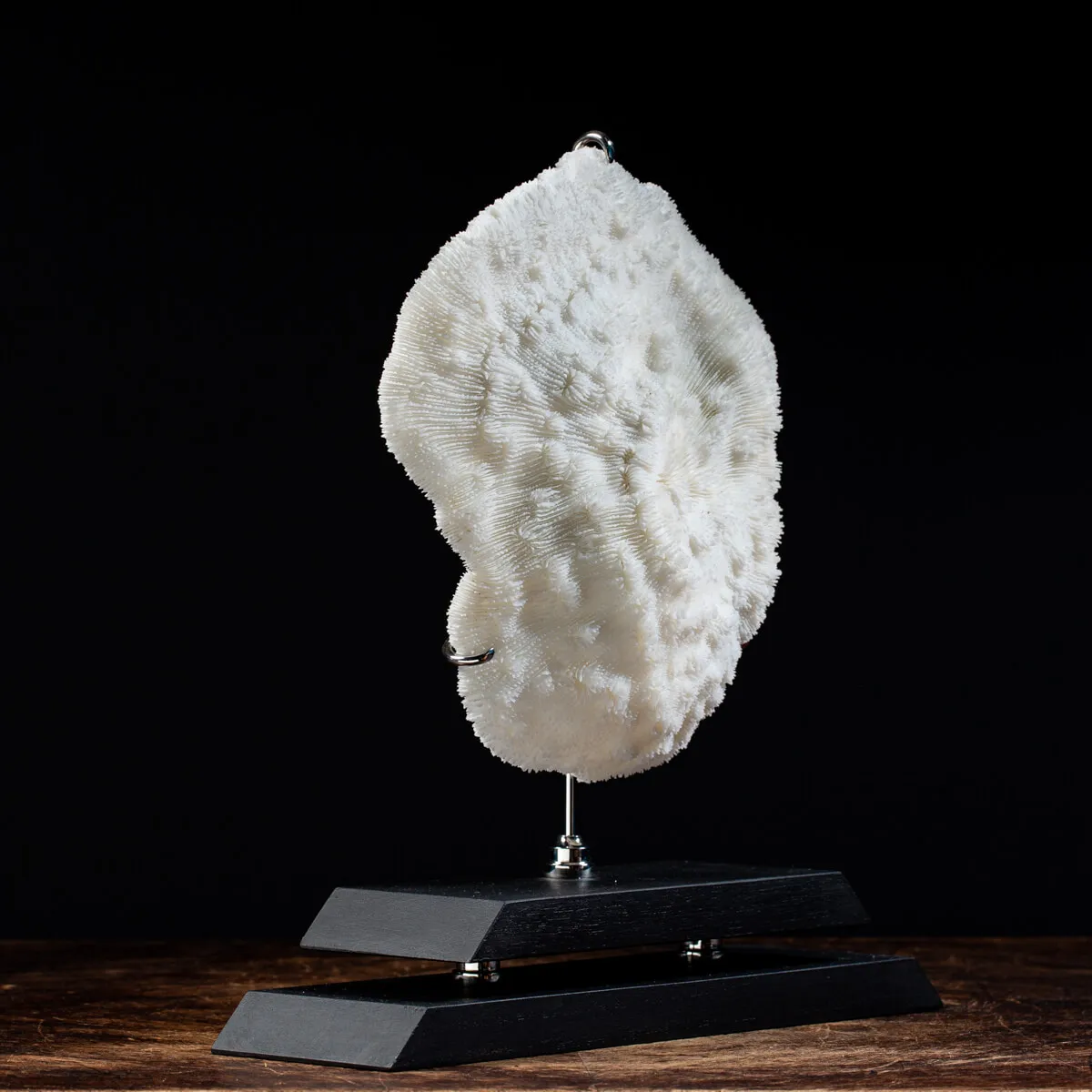 Halomitra Pileus