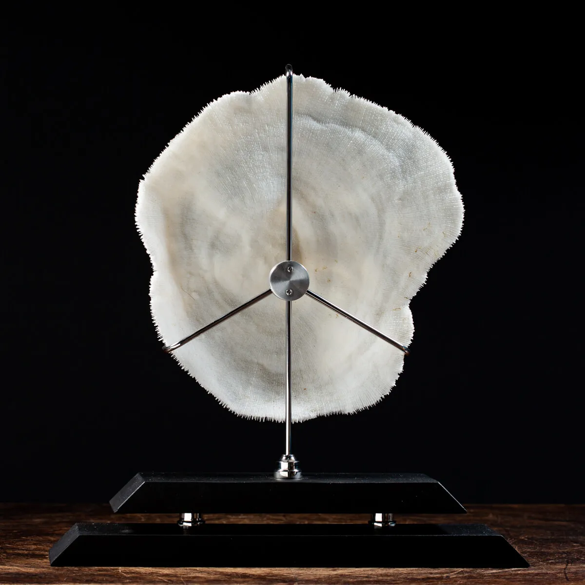Halomitra Pileus