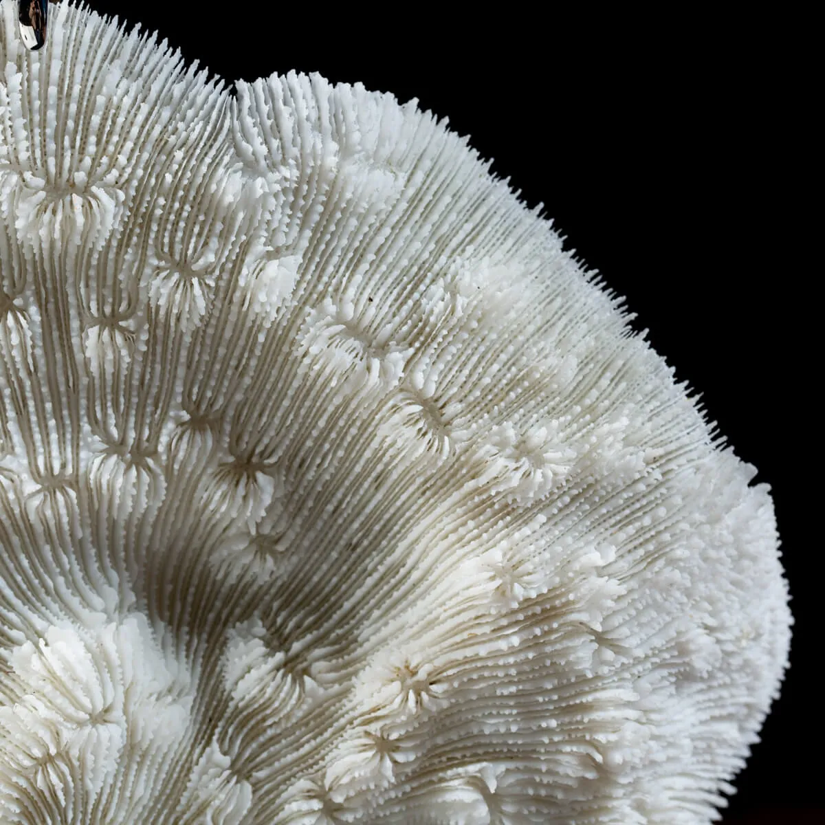 Halomitra Pileus