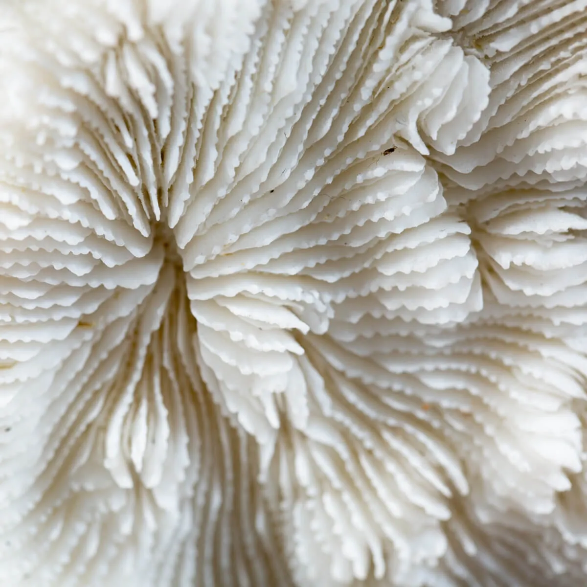 Halomitra Pileus