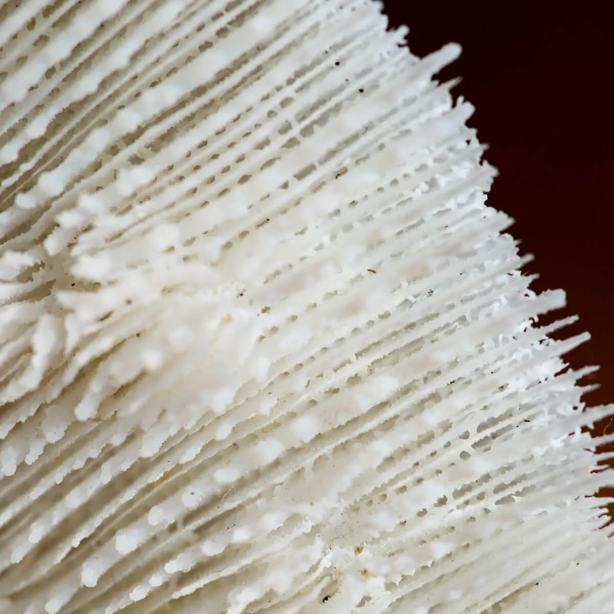Halomitra Pileus