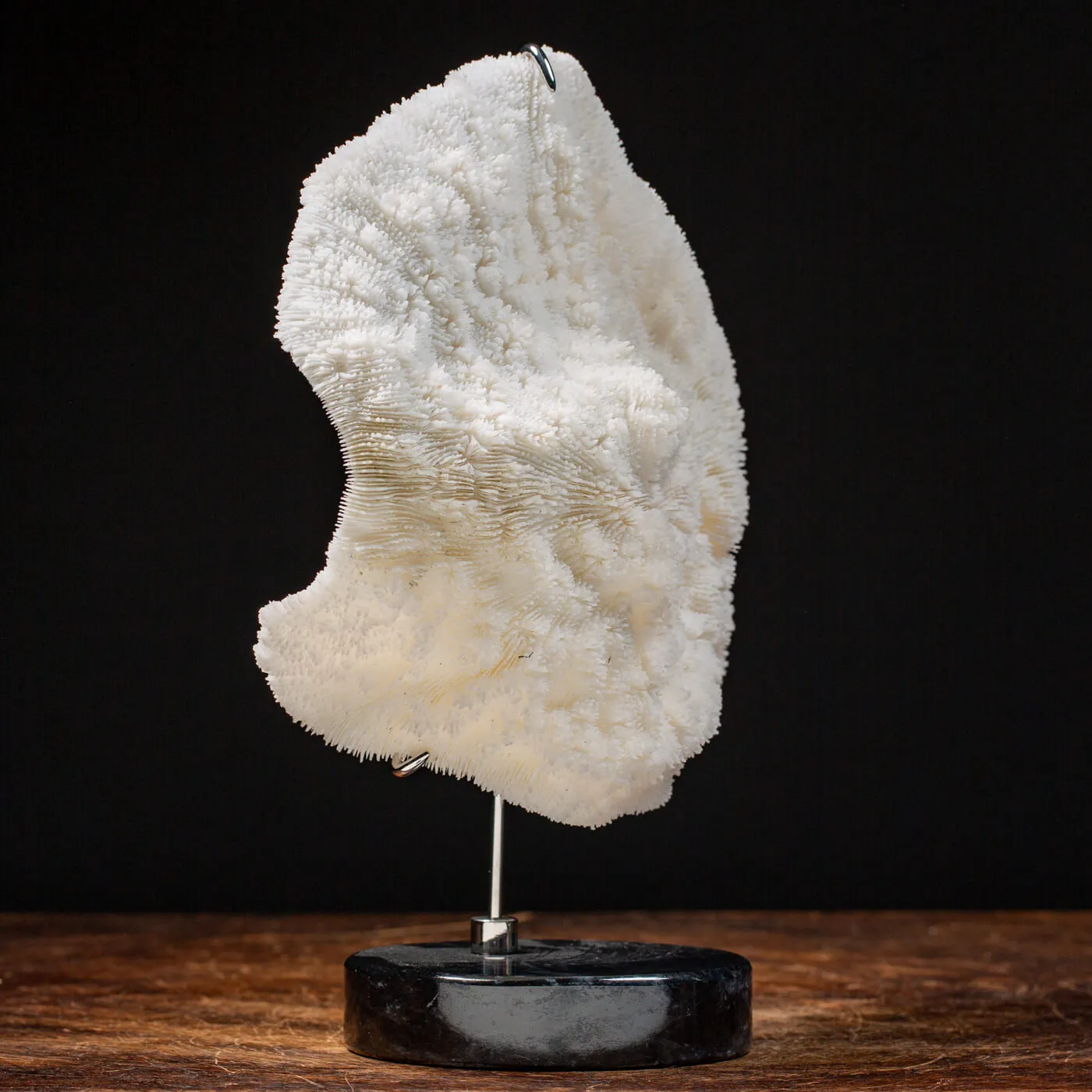 Halomitra Pileus