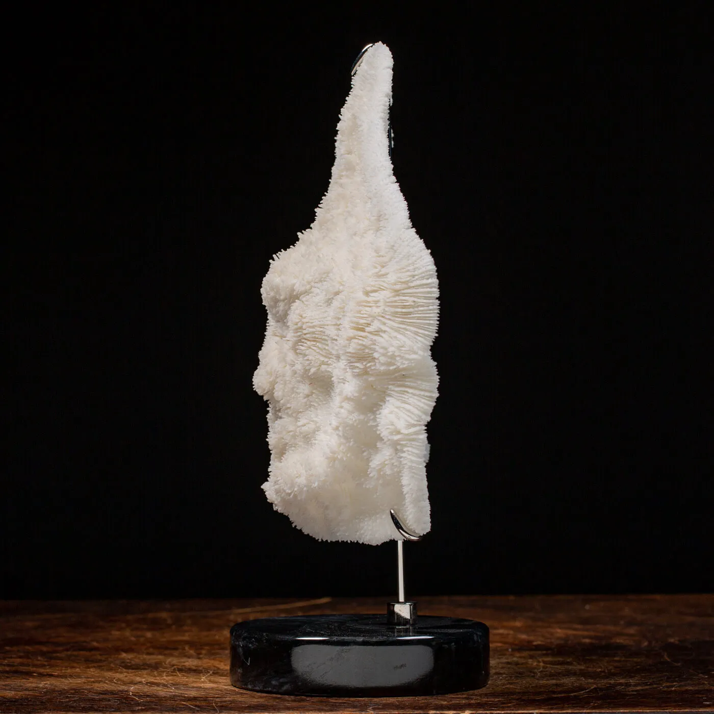 Halomitra Pileus