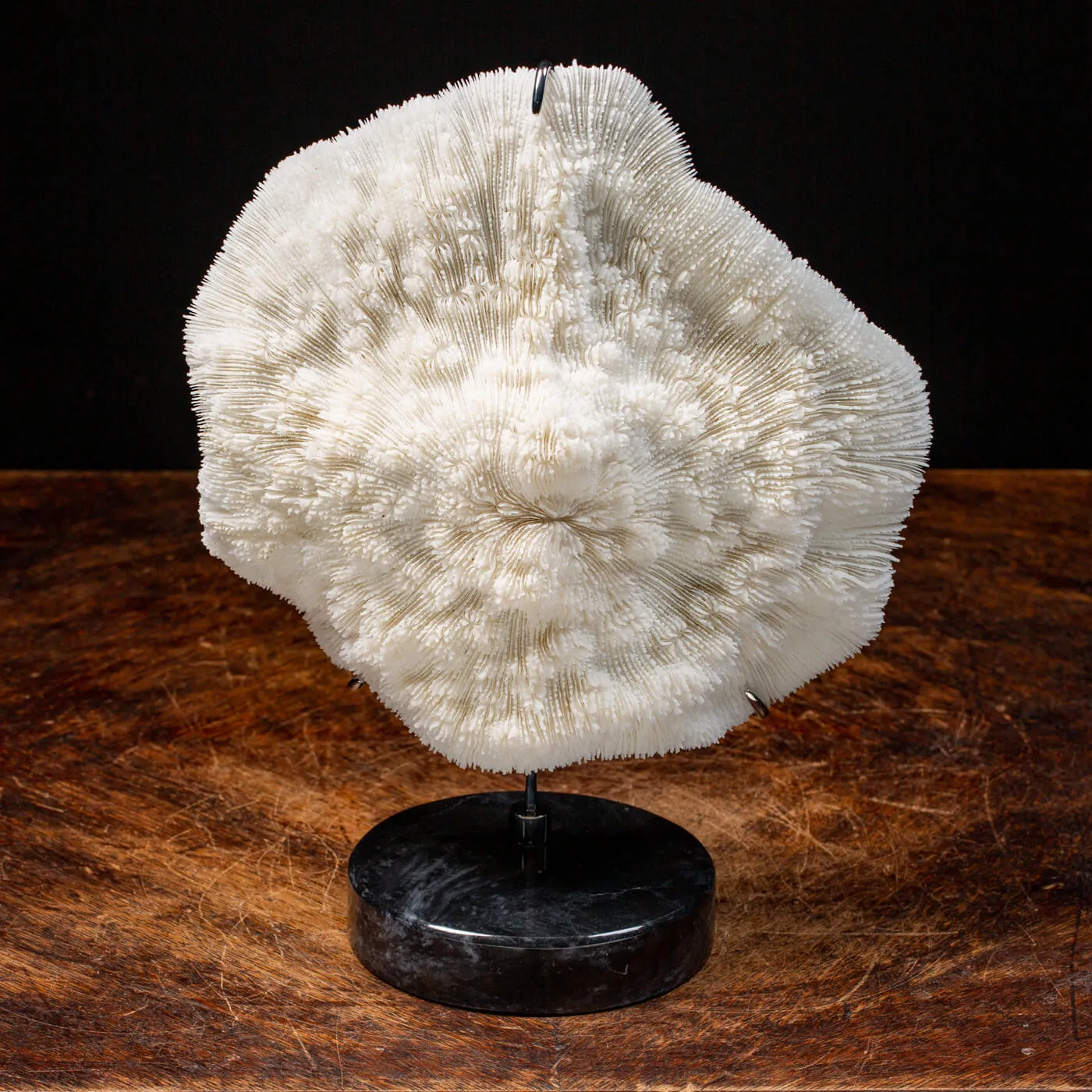 Halomitra Pileus