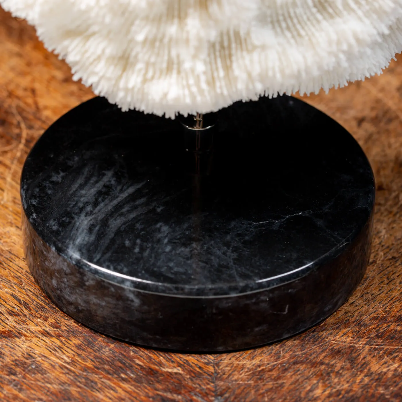 Halomitra Pileus