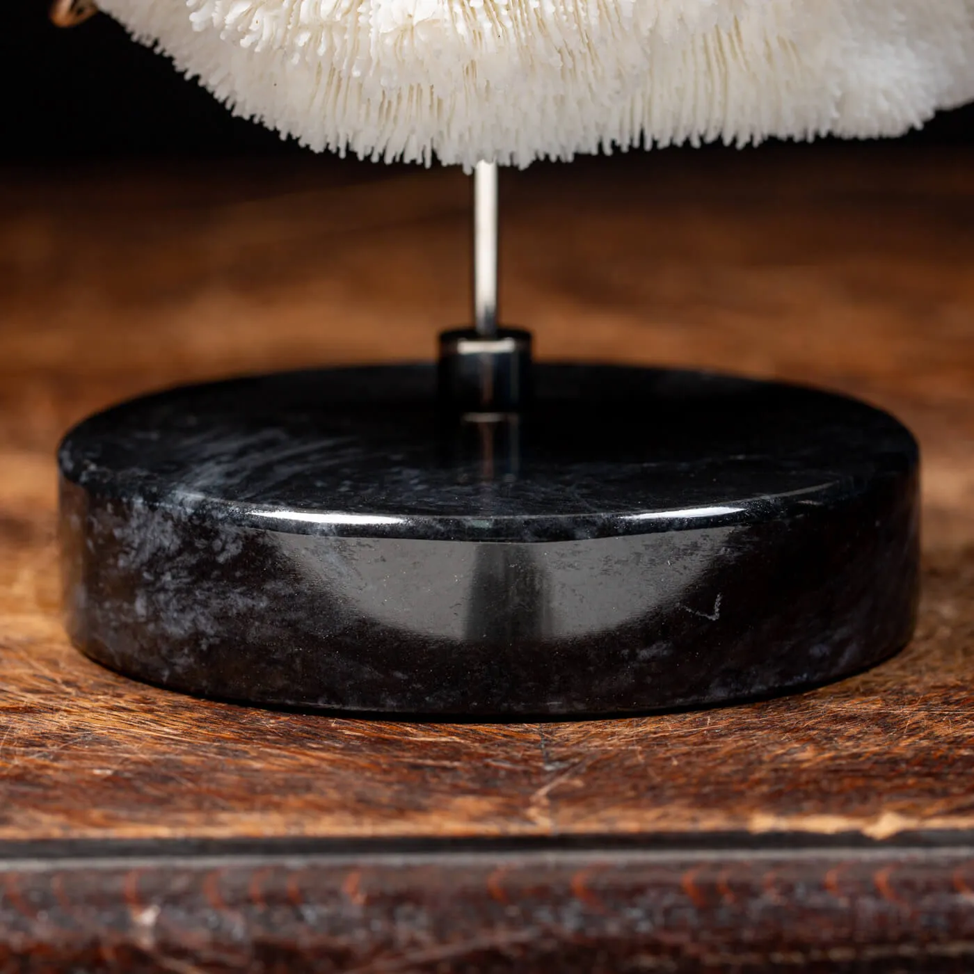 Halomitra Pileus