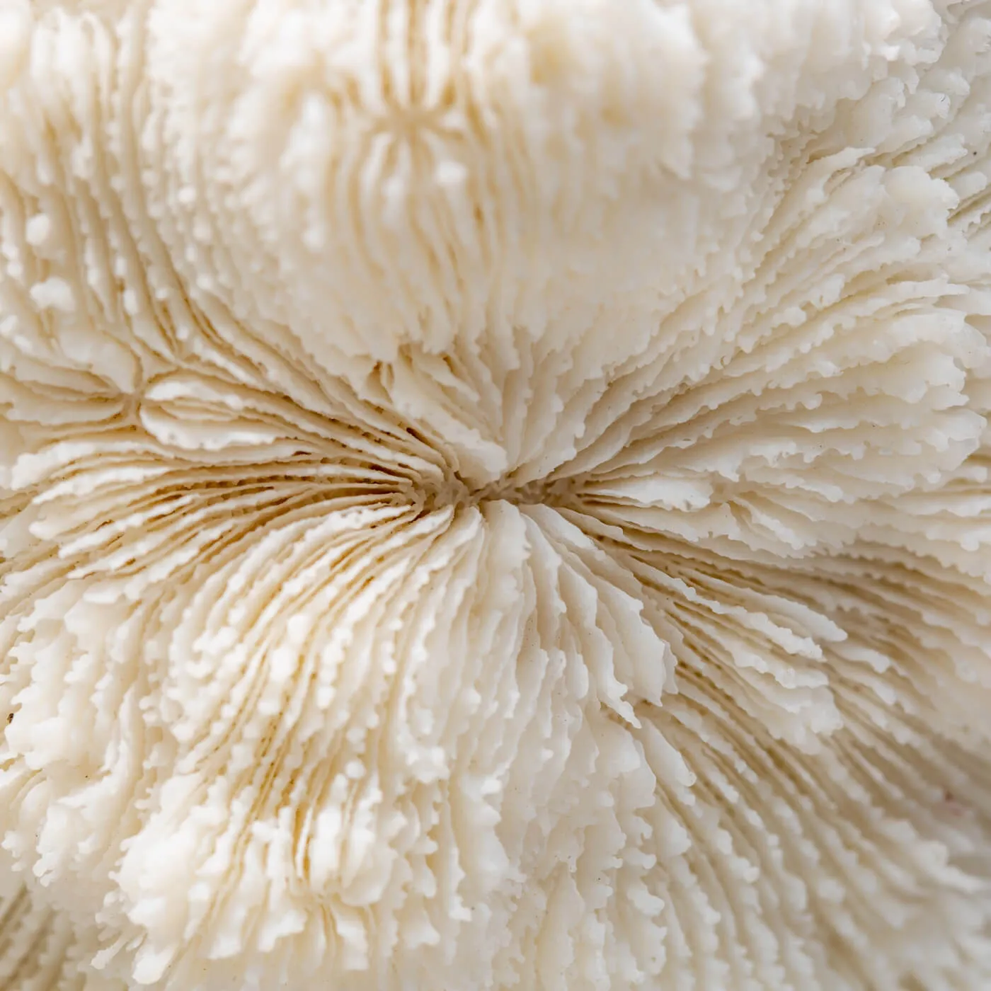Halomitra Pileus