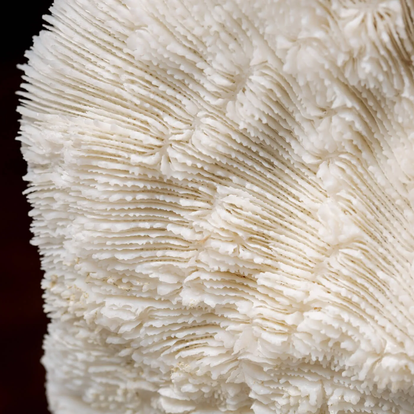 Halomitra Pileus