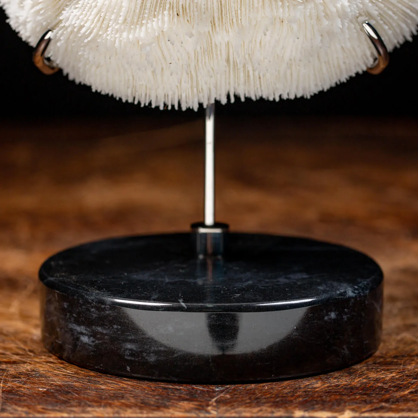 Halomitra Pileus