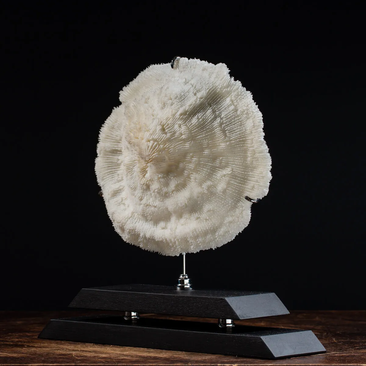 Halomitra Pileus