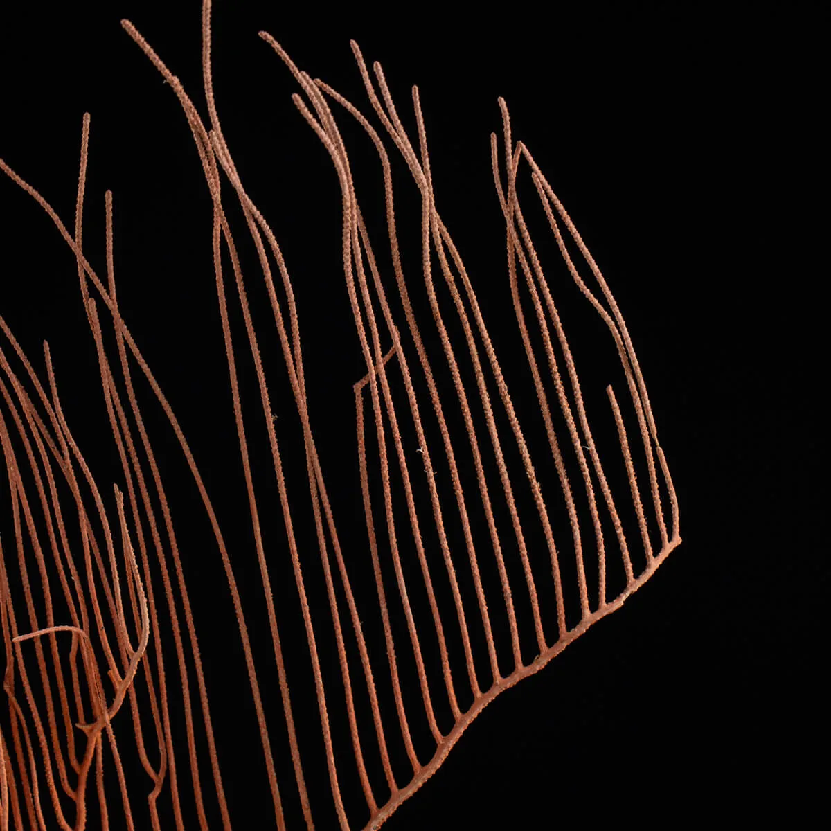 Gorgonia