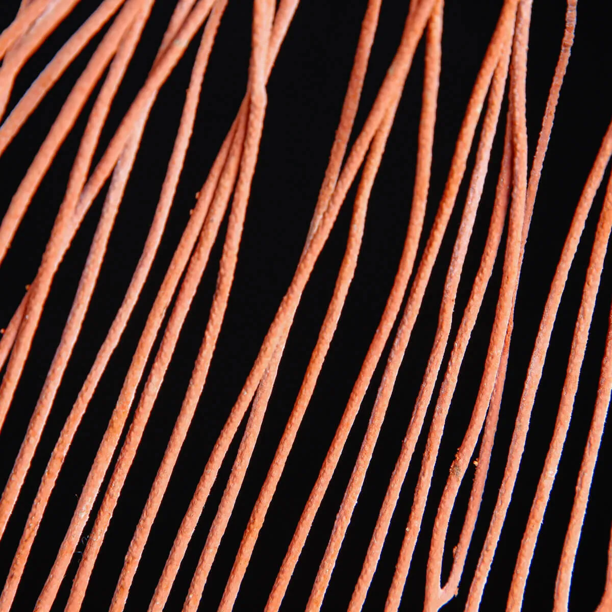 Ctenocella Pectinata - Il Ventaglio del Mare.