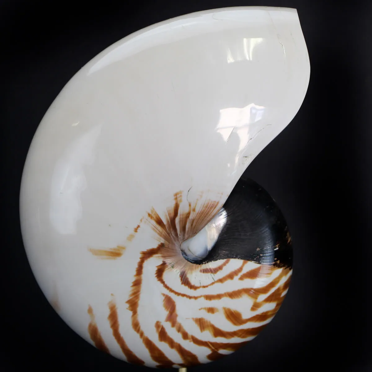 Nautilus Pompilius su Piedistallo