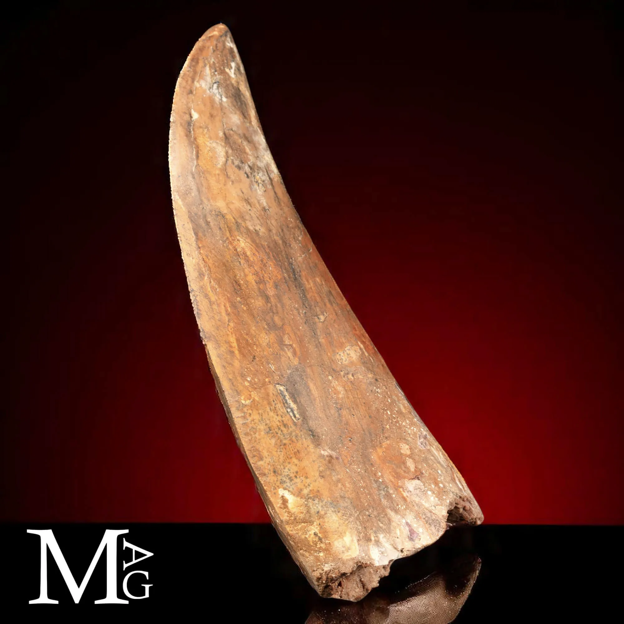 Dente Fossile di Carcharodontosaurus Saharicus – 130 mm