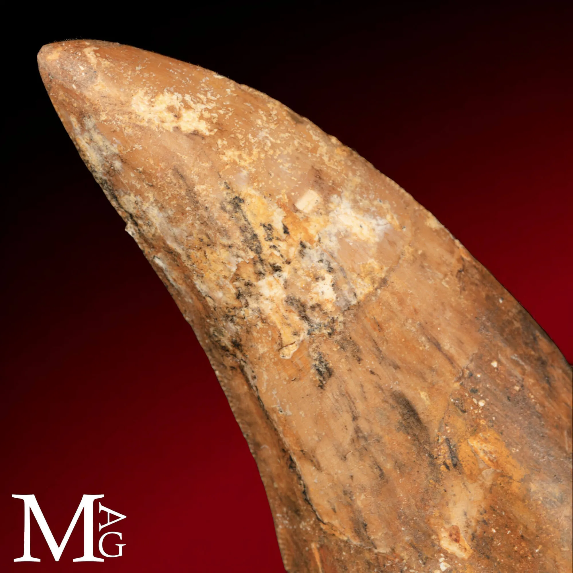 Dente Fossile di Carcharodontosaurus Saharicus – 130 mm