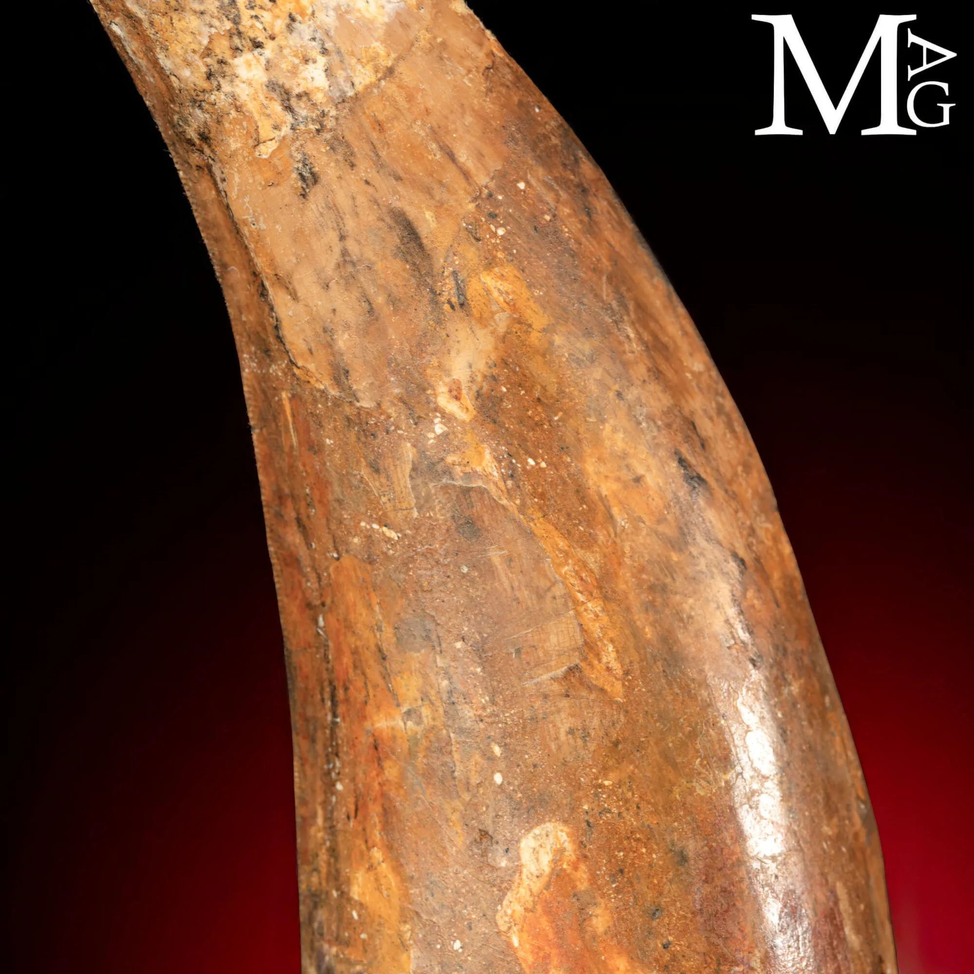 Dente Fossile di Carcharodontosaurus Saharicus – 130 mm