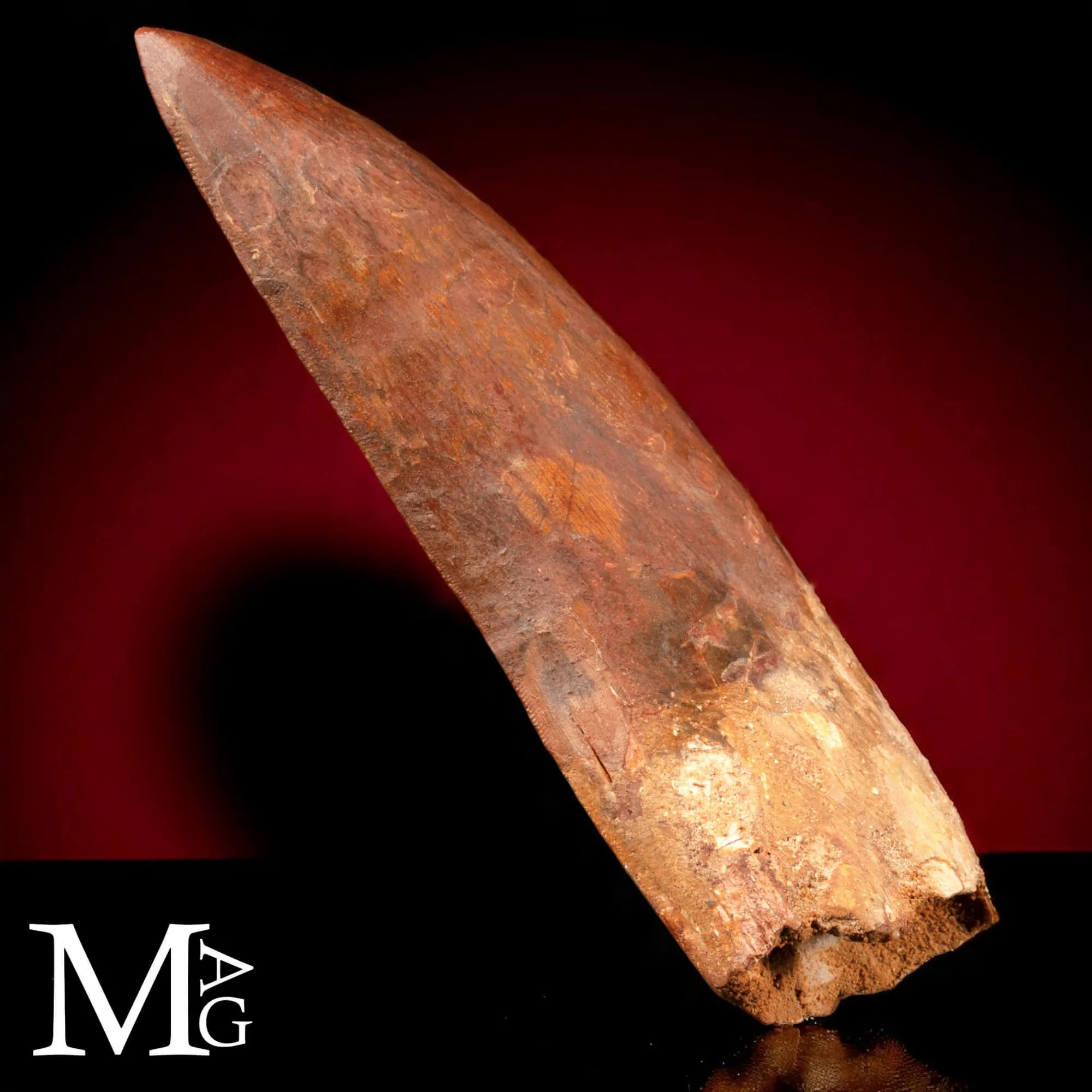 Dente Fossile di Carcharodontosaurus Saharicus – 130 mm