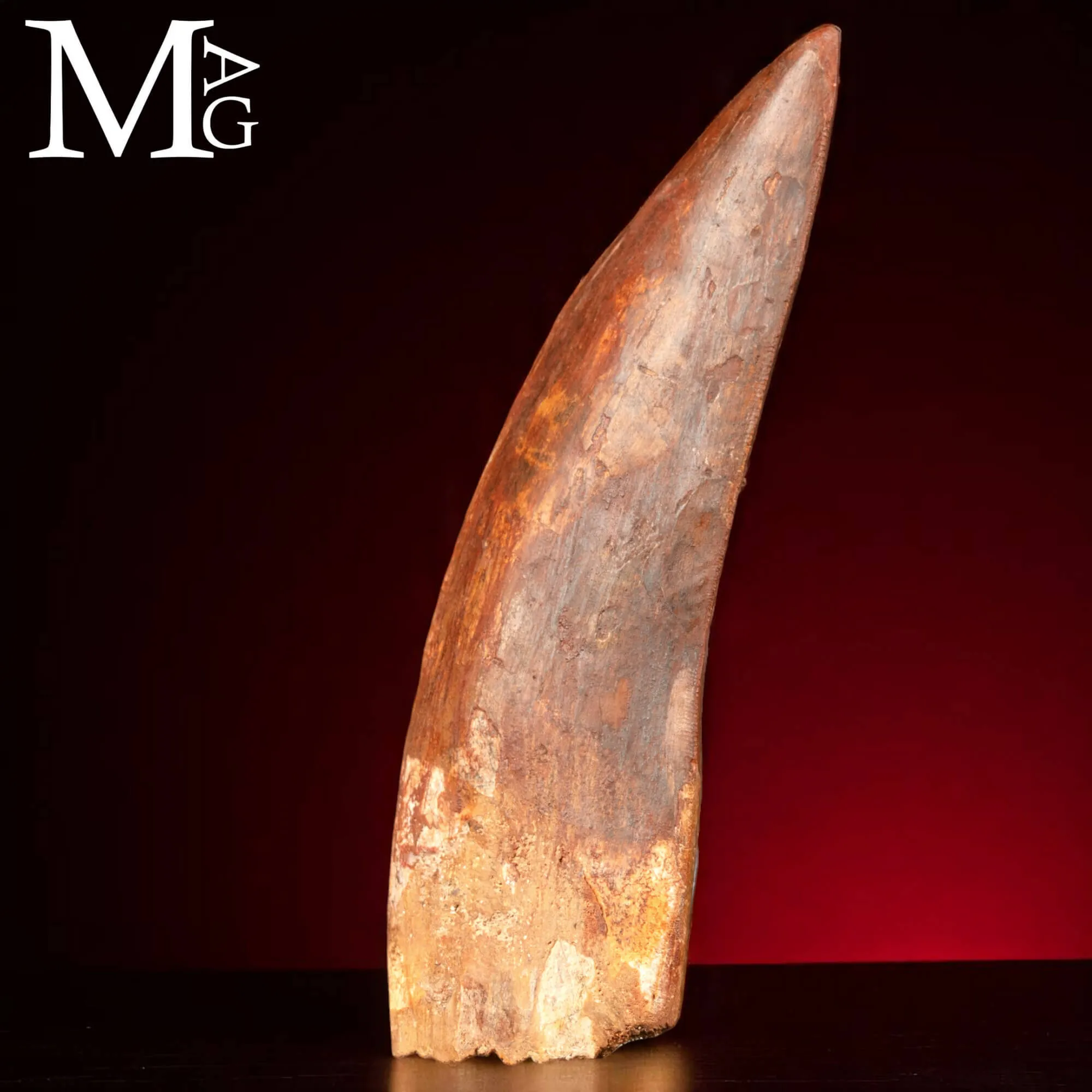 Dente Fossile di Carcharodontosaurus Saharicus – 130 mm