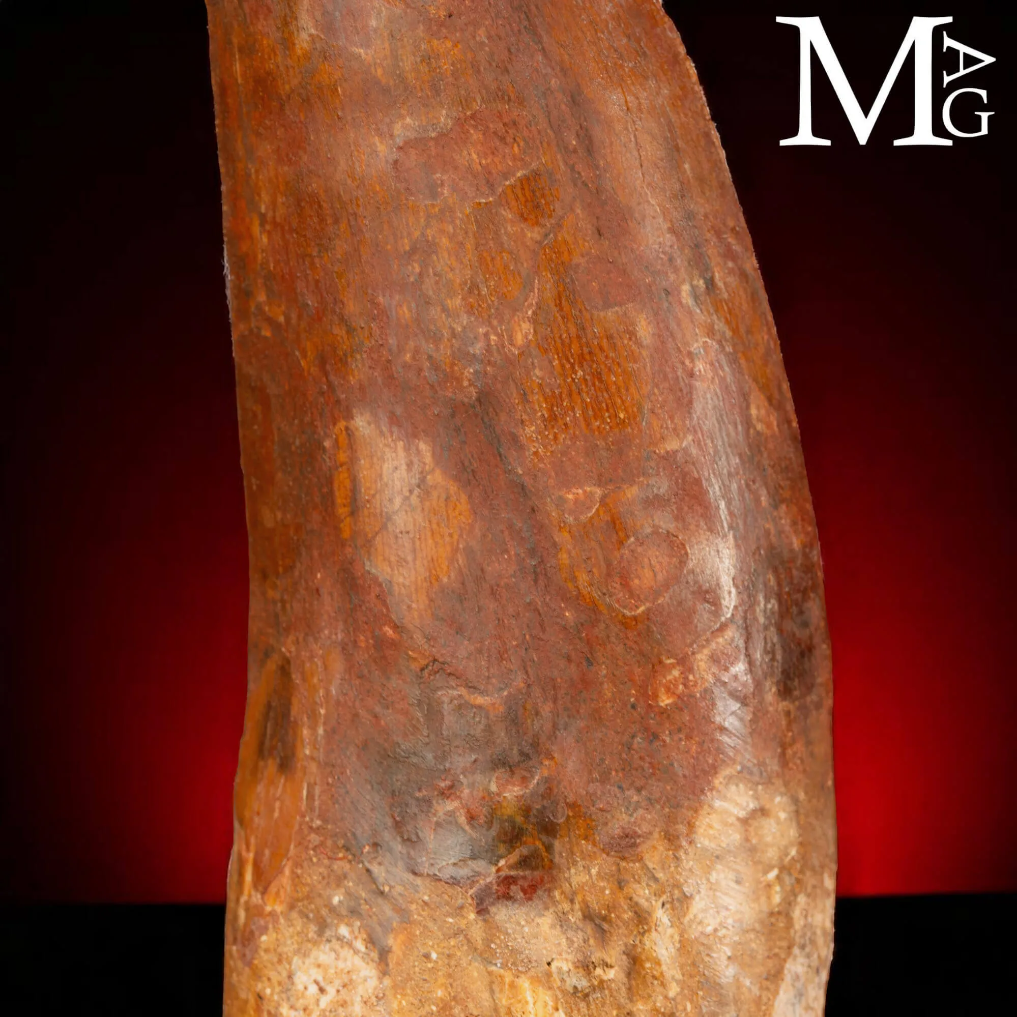 Dente Fossile di Carcharodontosaurus Saharicus – 130 mm