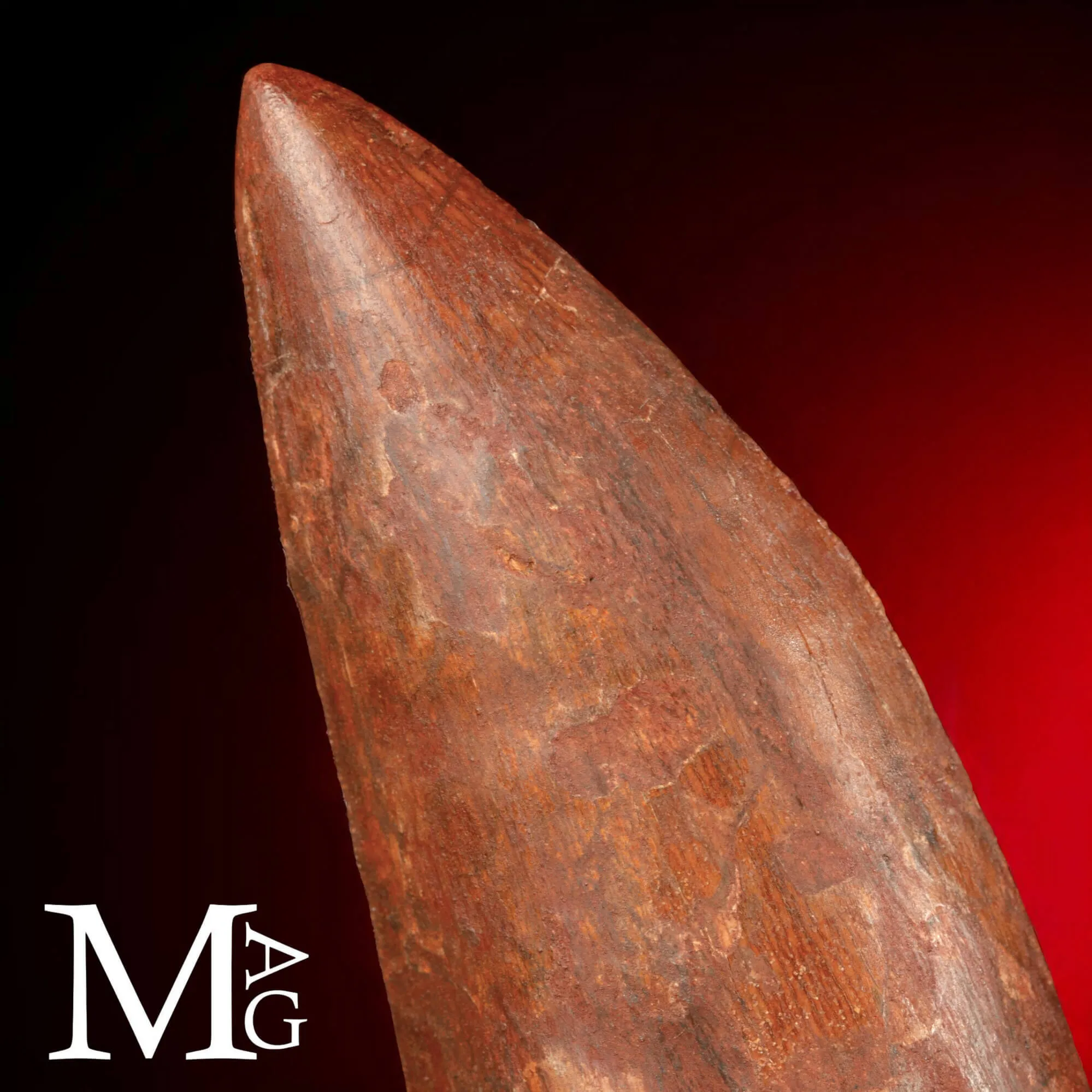 Dente Fossile di Carcharodontosaurus Saharicus – 130 mm