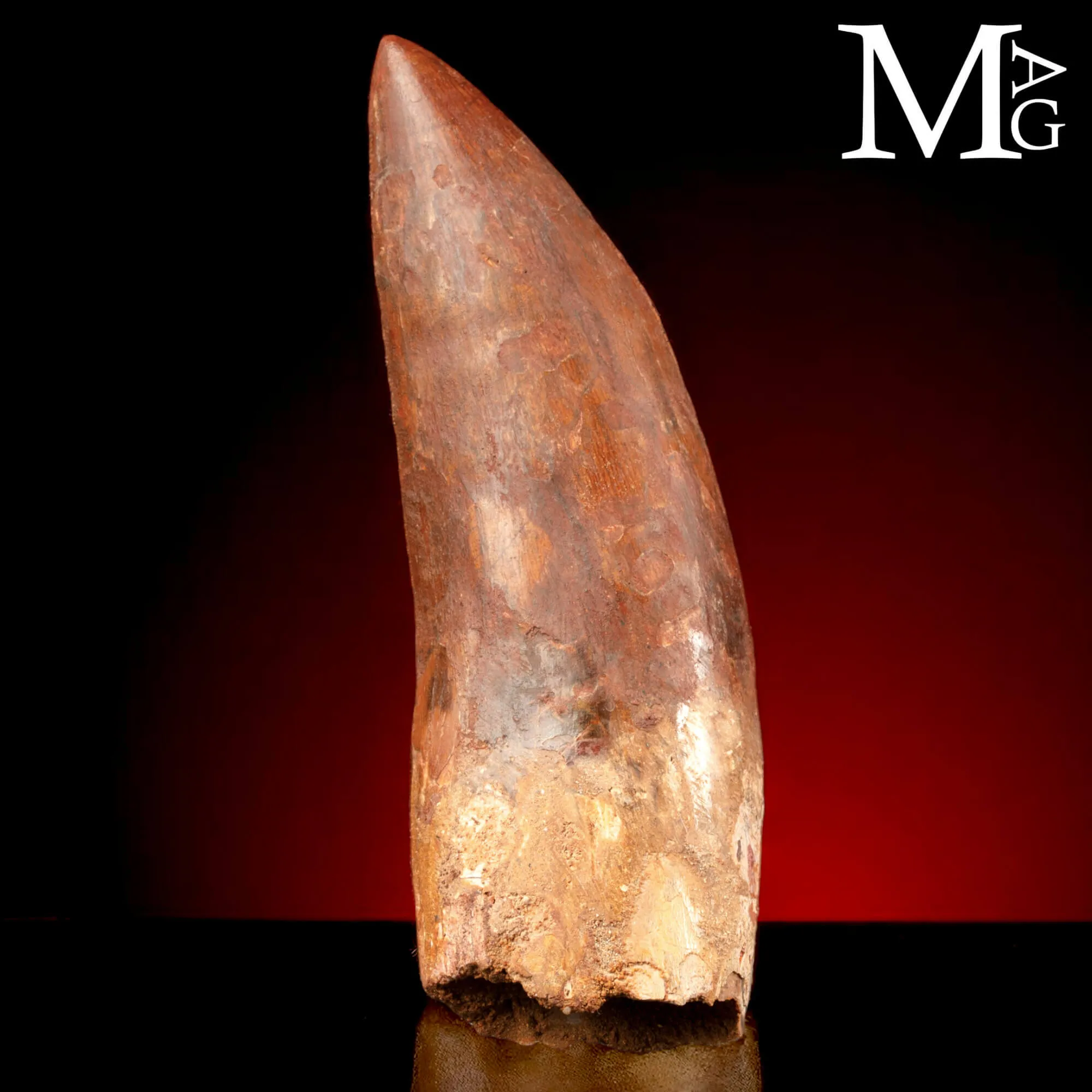 Dente Fossile di Carcharodontosaurus Saharicus – 130 mm