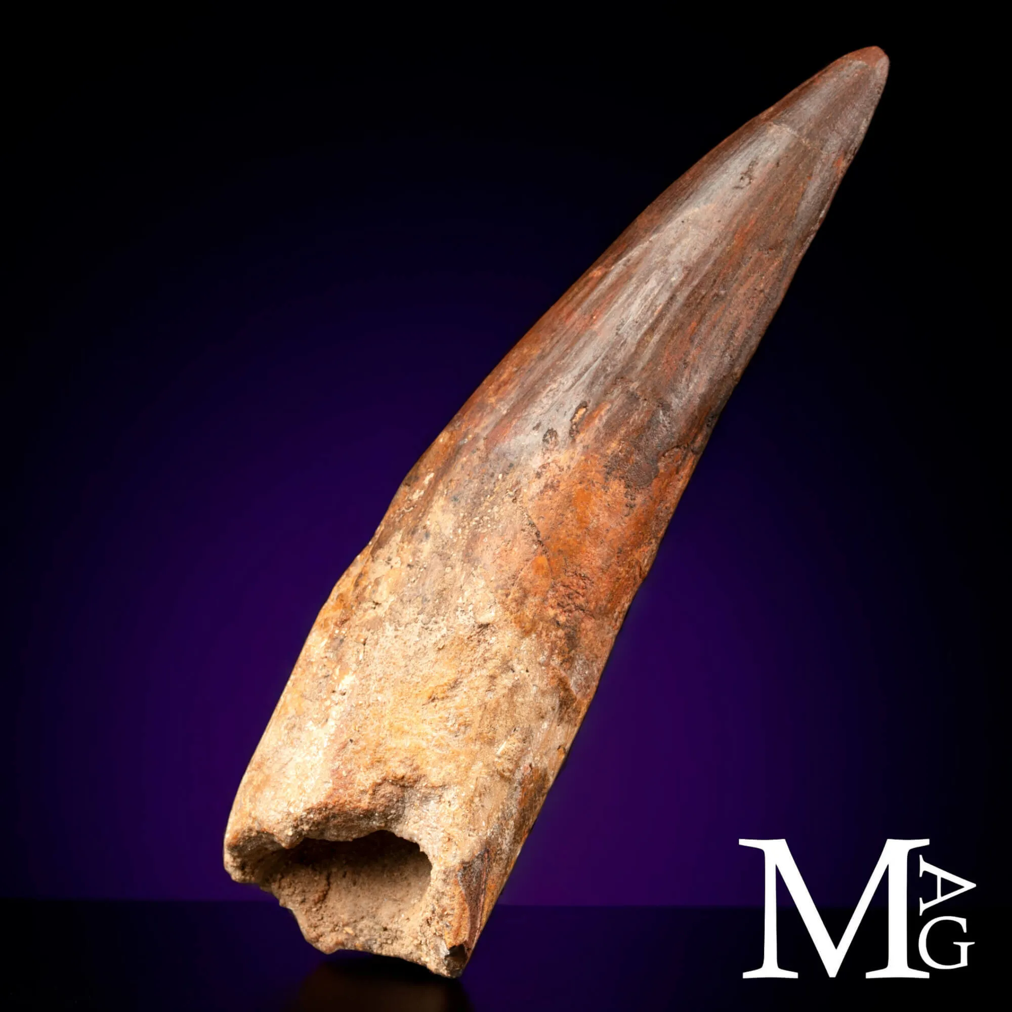 Dente Fossile di Spinosaurus – Predatore Cretacico del Nord Africa