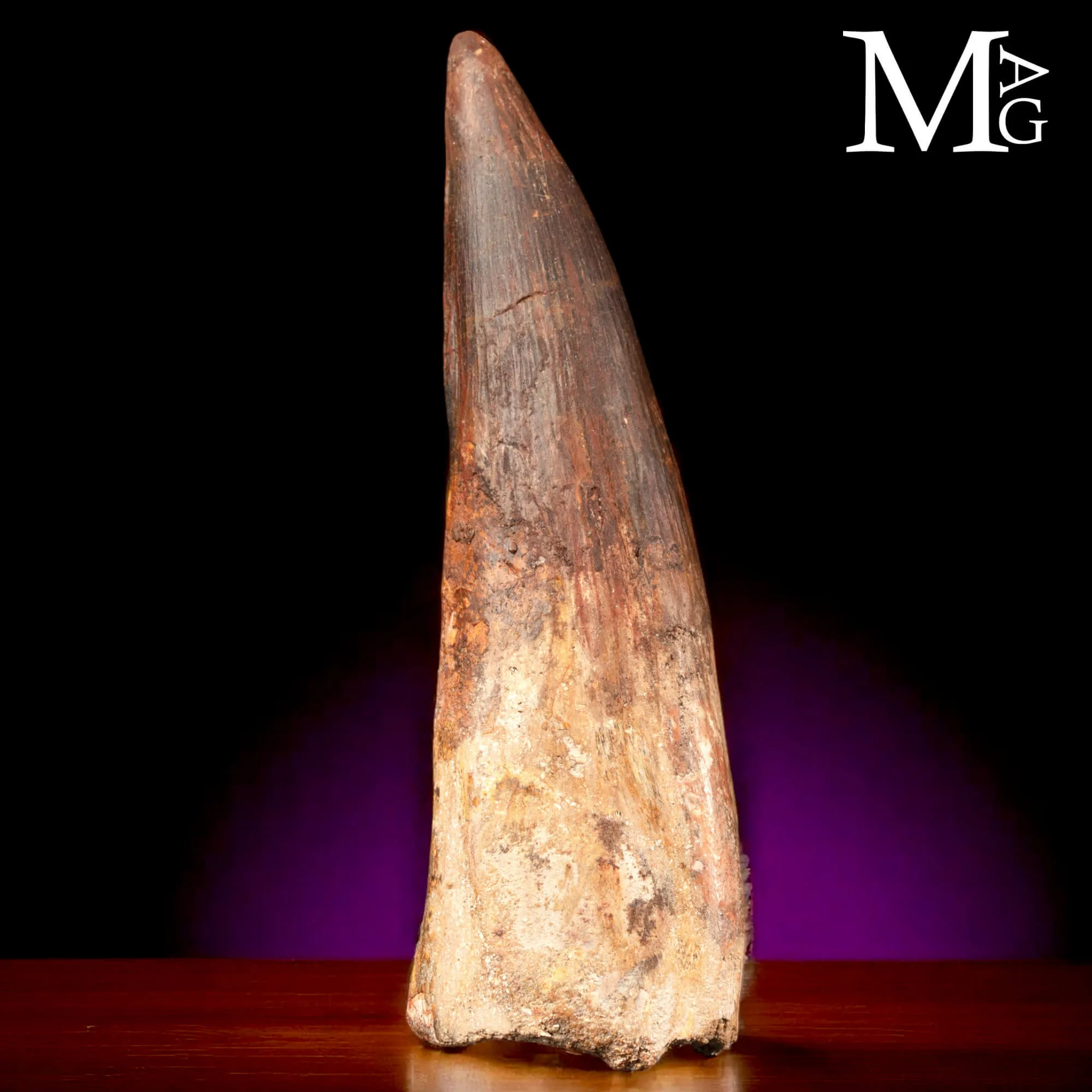 Dente Fossile di Spinosaurus – Predatore Cretacico del Nord Africa