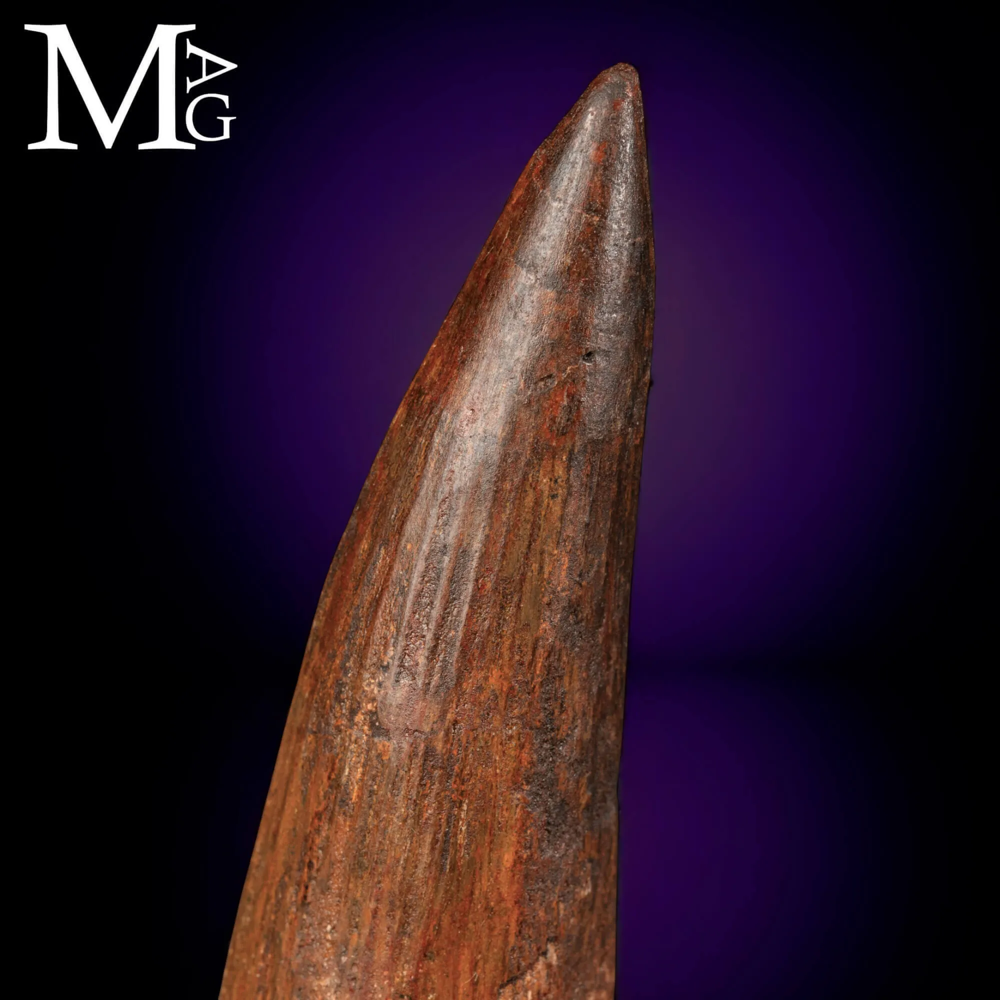 Dente Fossile di Spinosaurus – Predatore Fluviale