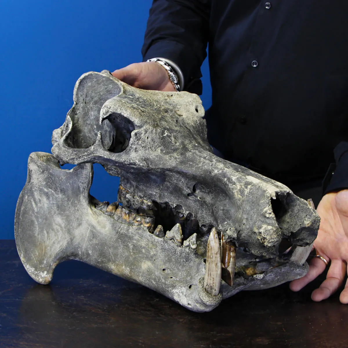 Teschio Fossile di Ippopotamo Lemerlei  