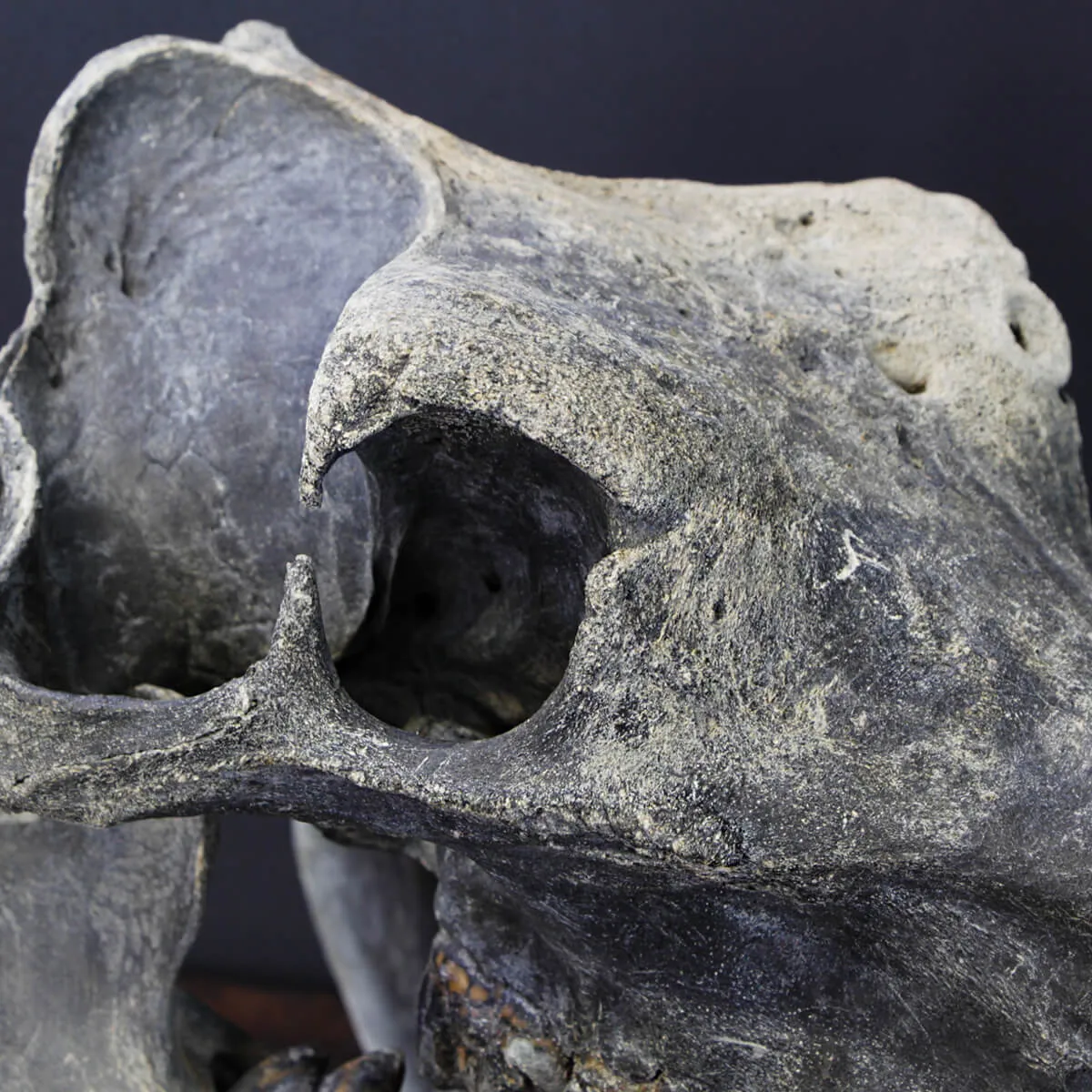 Teschio Fossile di Ippopotamo Lemerlei  
