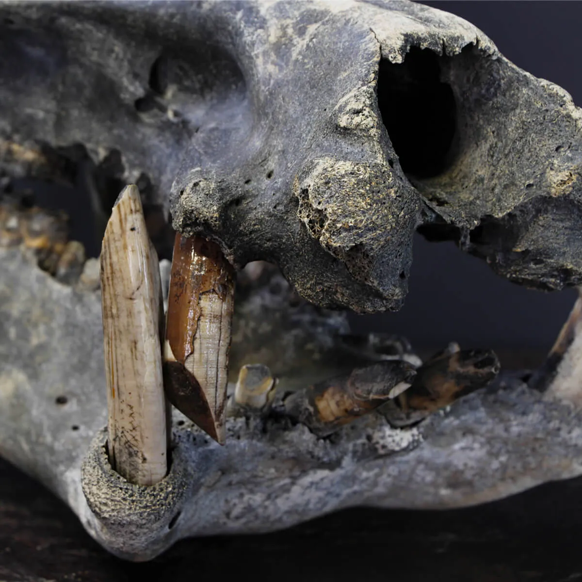 Teschio Fossile di Ippopotamo Lemerlei  