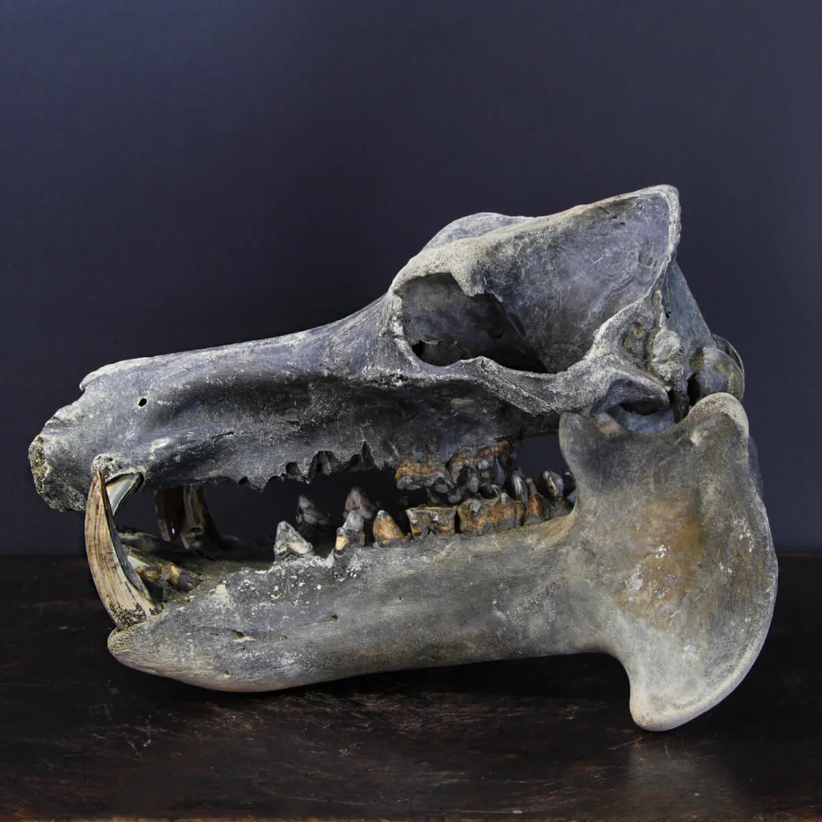 Teschio Fossile di Ippopotamo Lemerlei  