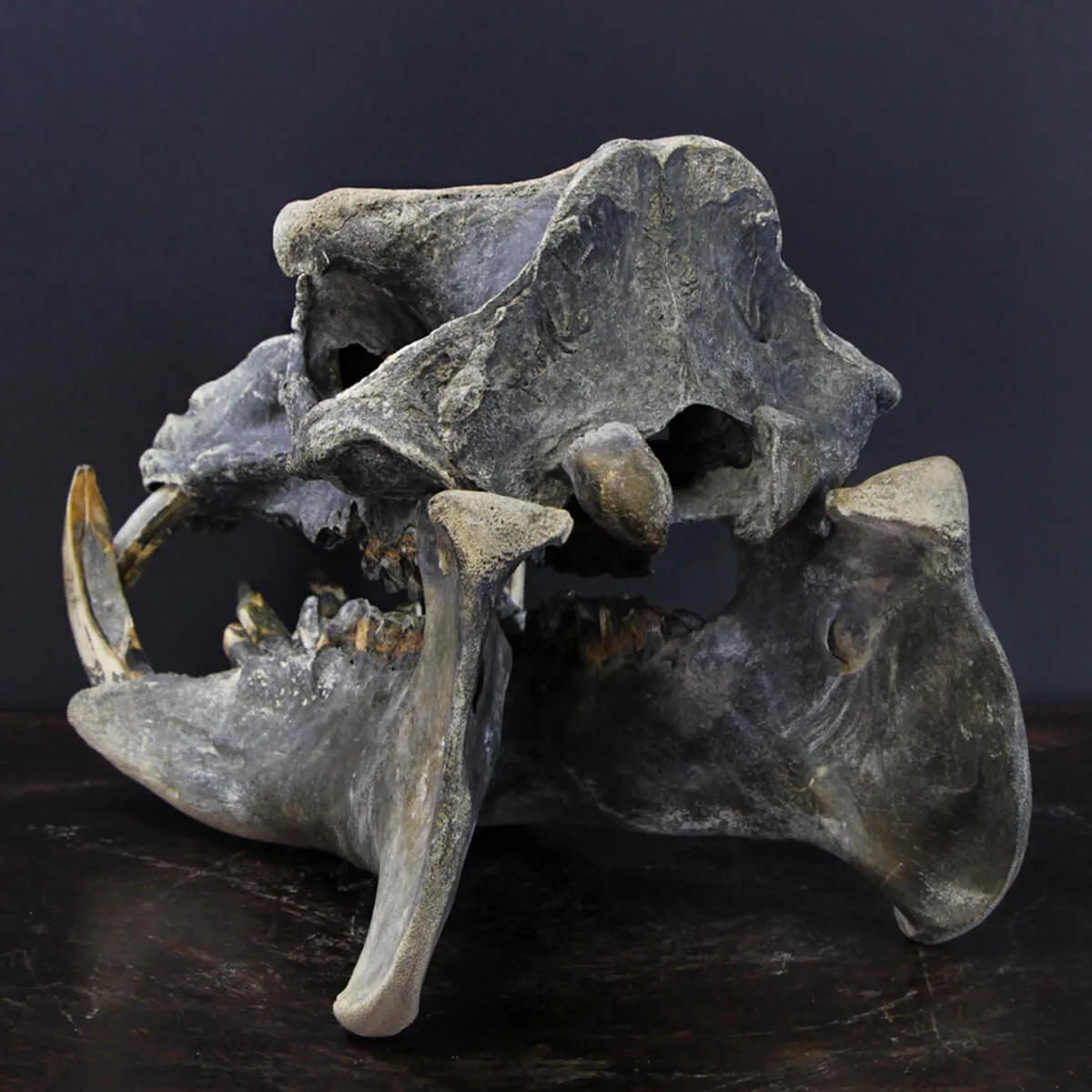 Teschio Fossile di Ippopotamo Lemerlei  