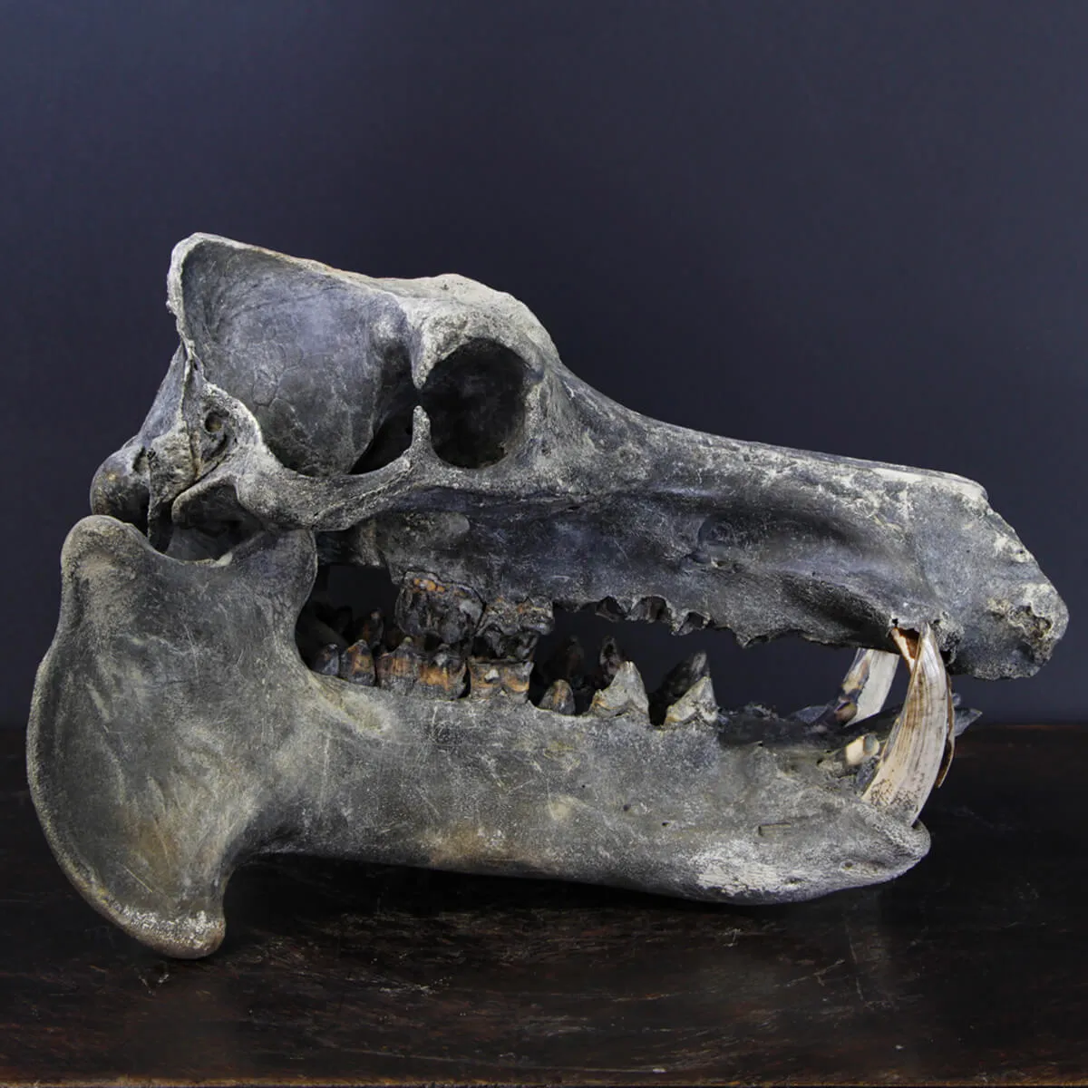Teschio Fossile di Ippopotamo Lemerlei  