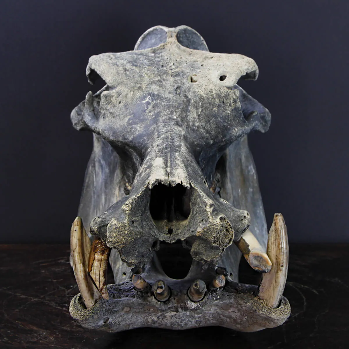 Teschio Fossile di Ippopotamo Lemerlei  
