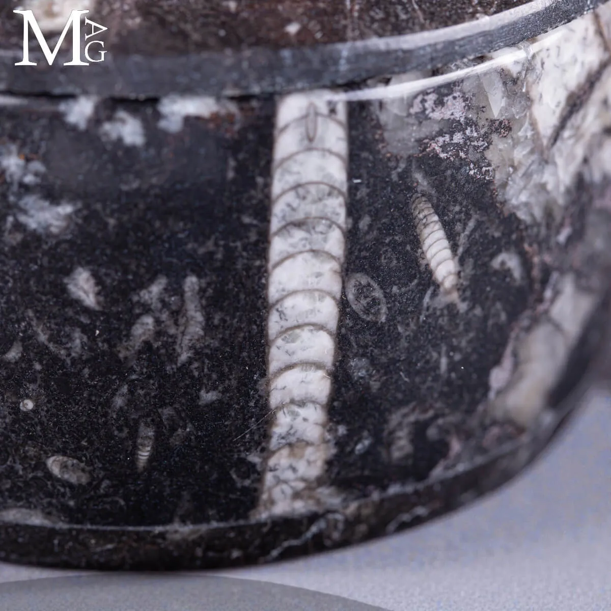 Contenitore in roccia fossilifera – Ammoniti e Orthoceras