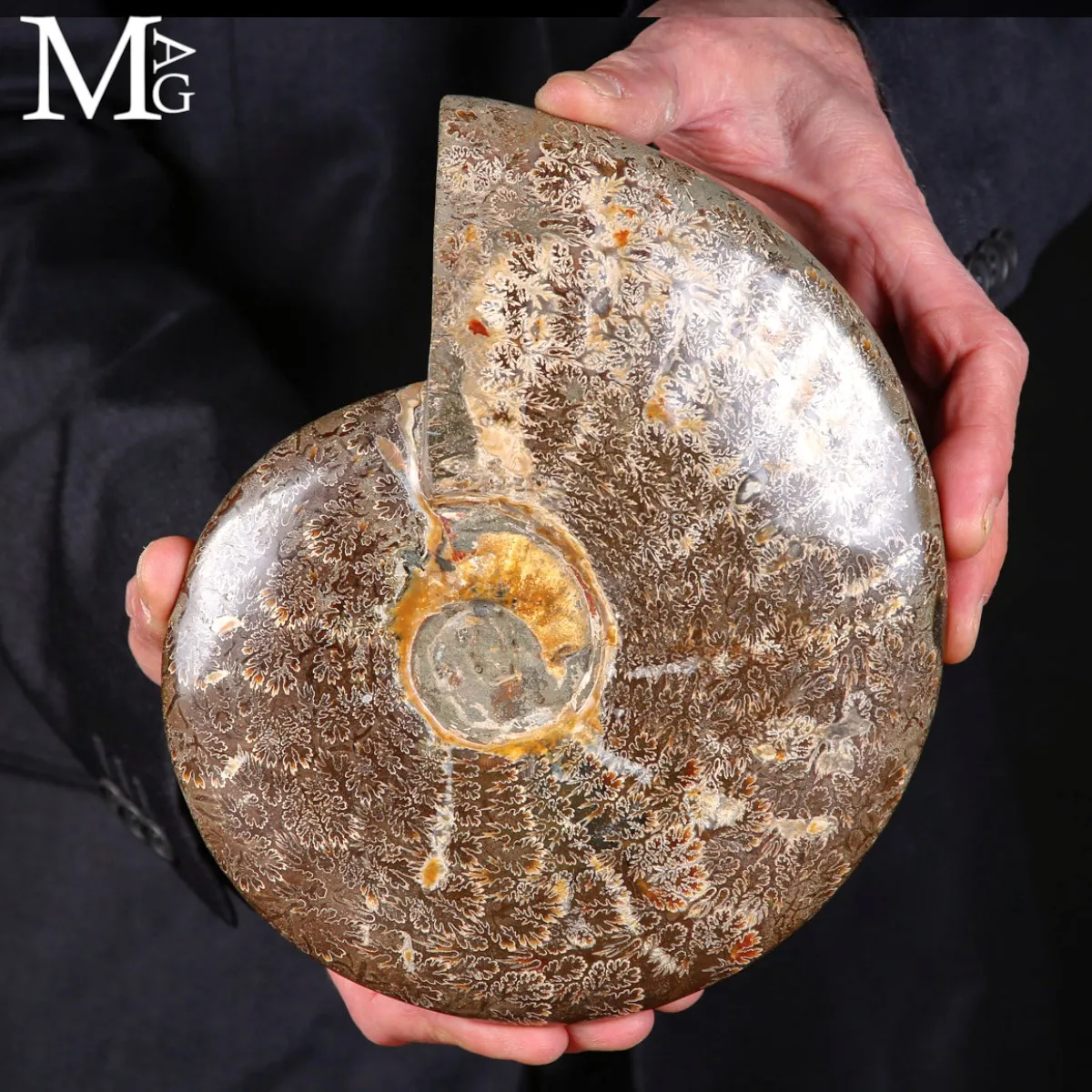 Ammonite Fossile – Cretaceo, Madagascar.