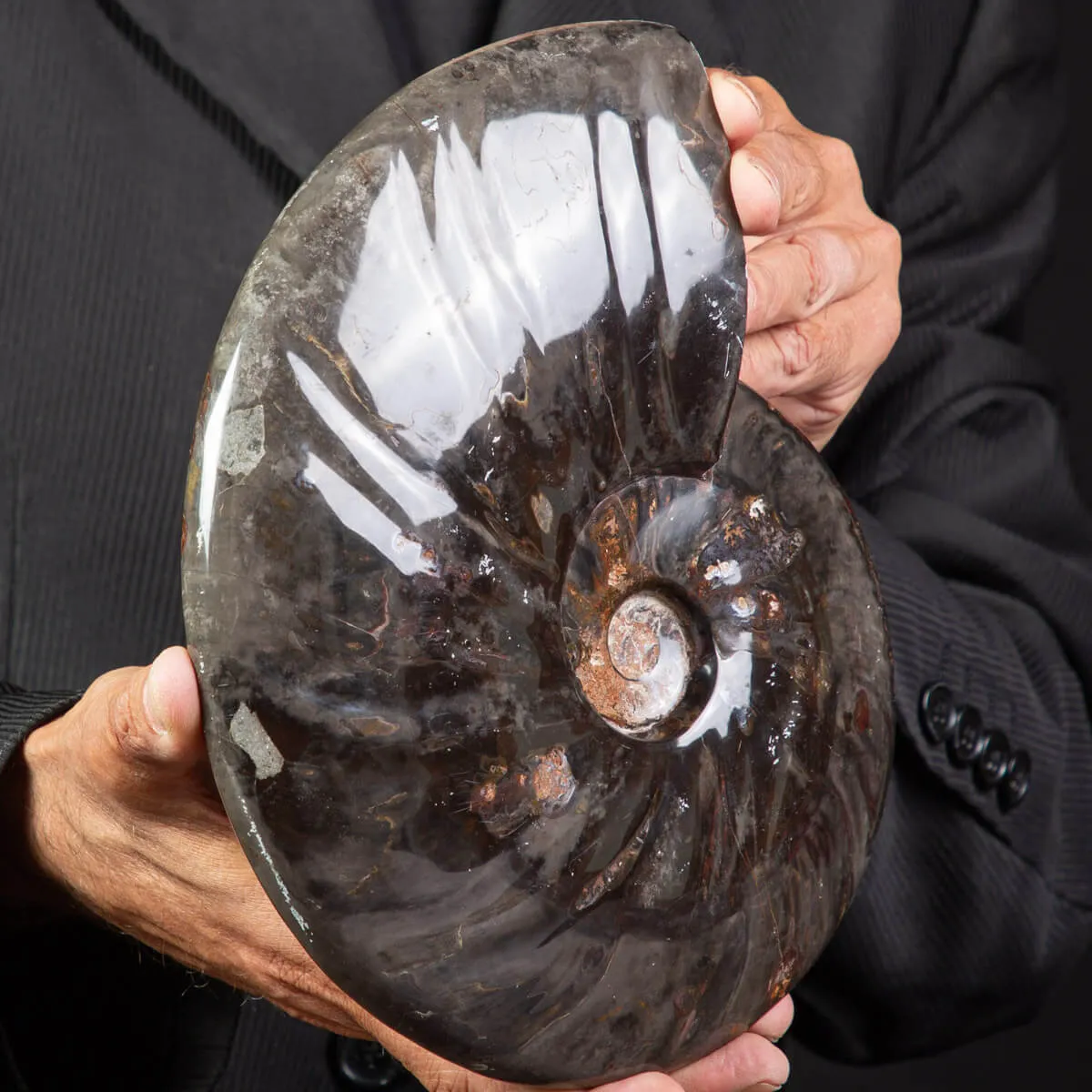 Splendida Ammonite Cleoniceras Nera Lucida.