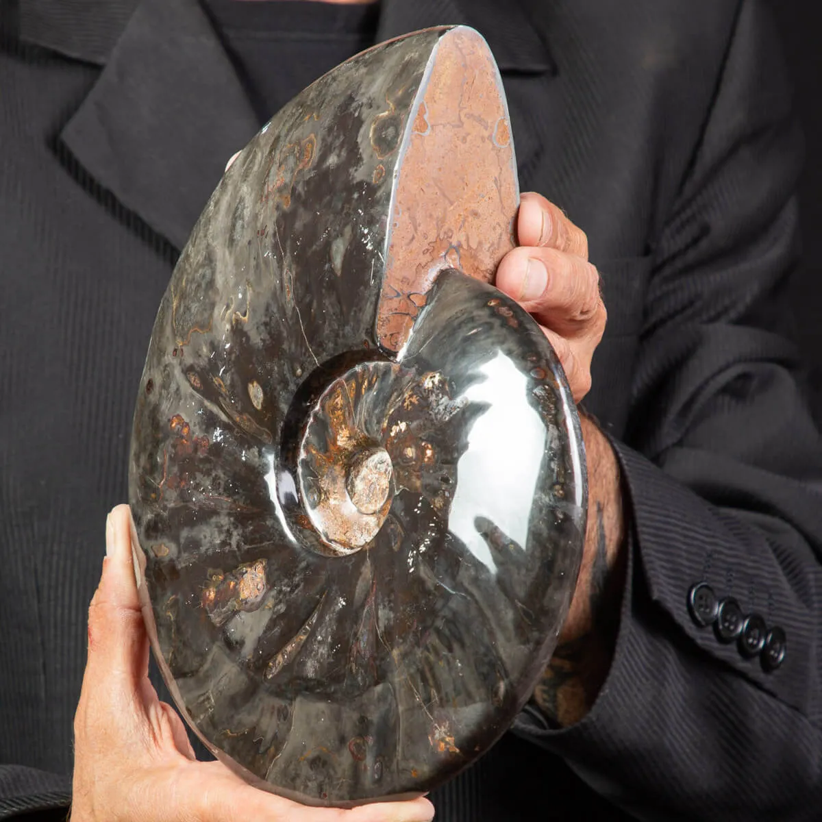 Splendida Ammonite Cleoniceras Nera Lucida.