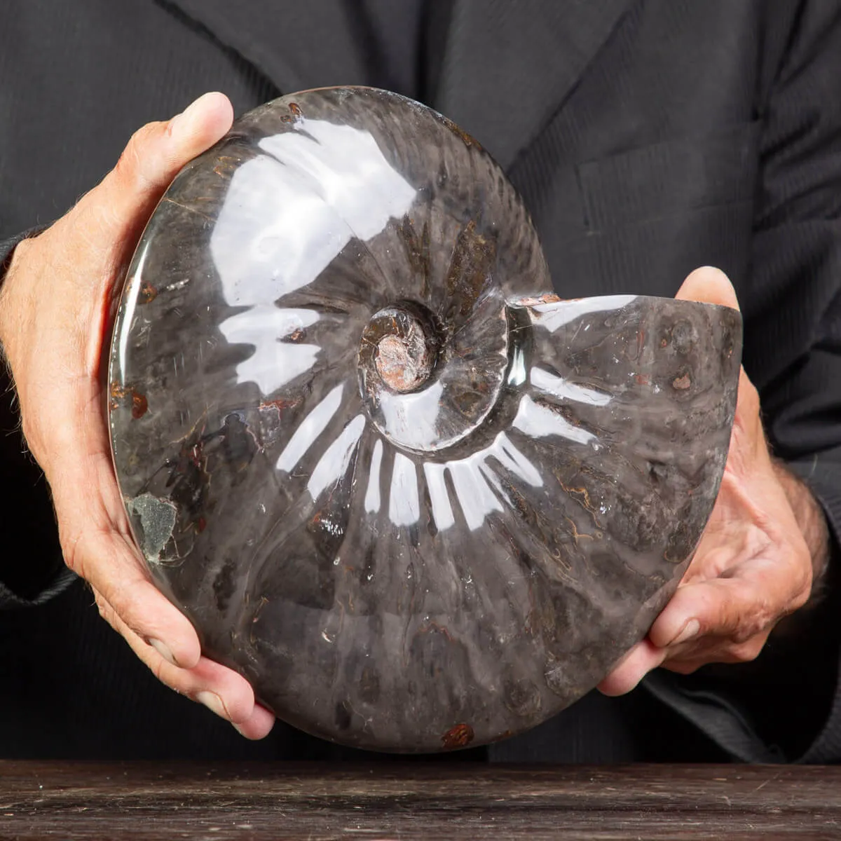 Splendida Ammonite Cleoniceras Nera Lucida.