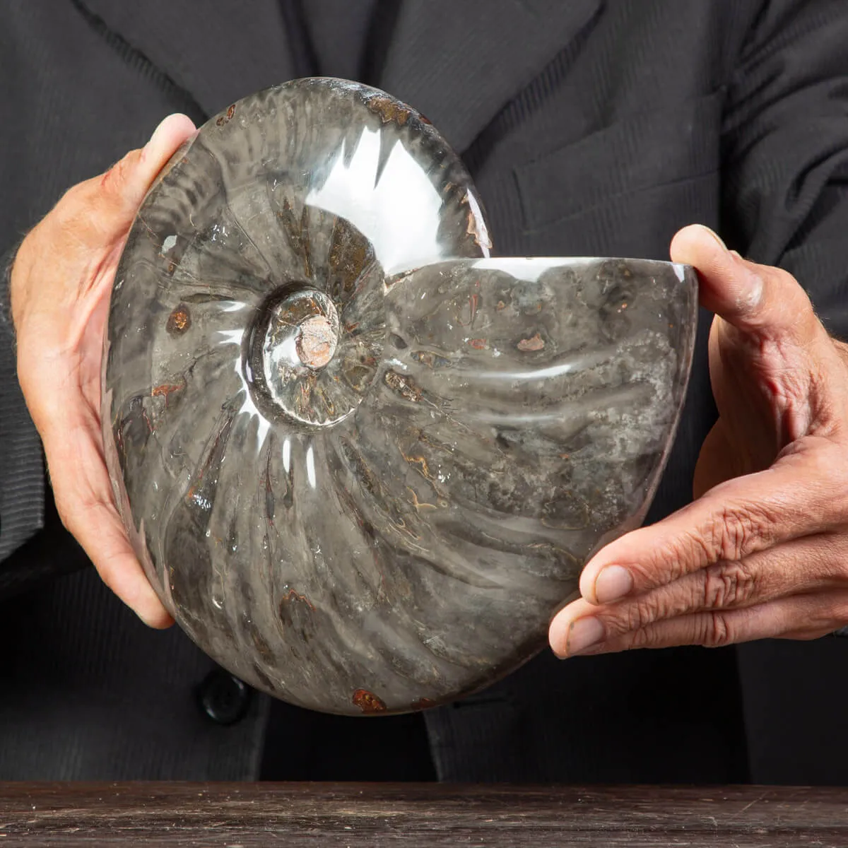 Splendida Ammonite Cleoniceras Nera Lucida.