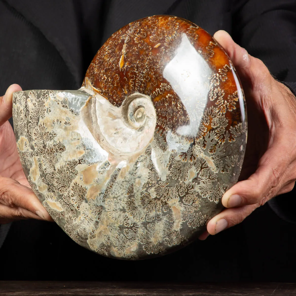 Ammonite Cleoniceras, un Tesoro Preistorico.