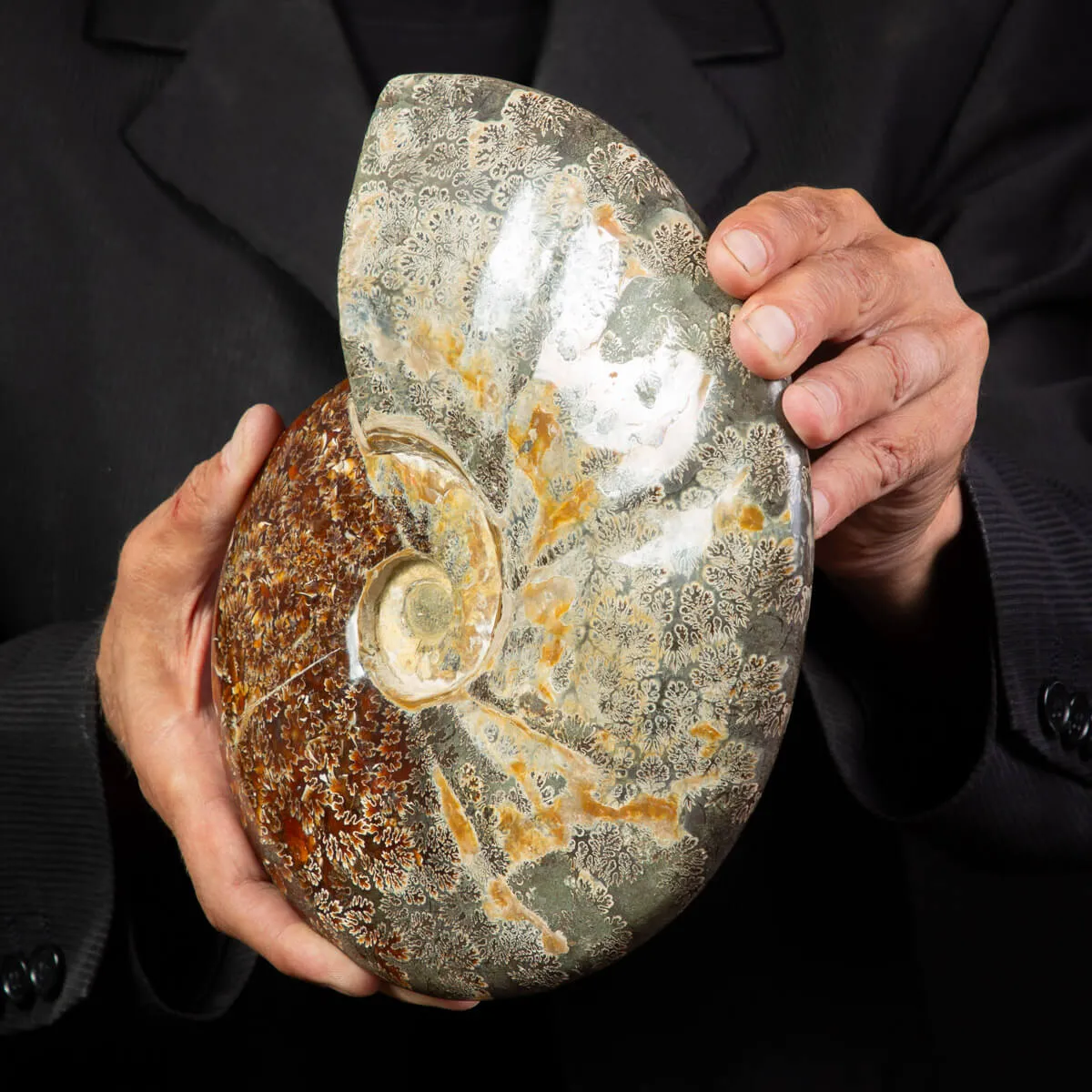 Ammonite Cleoniceras, un Tesoro Preistorico.