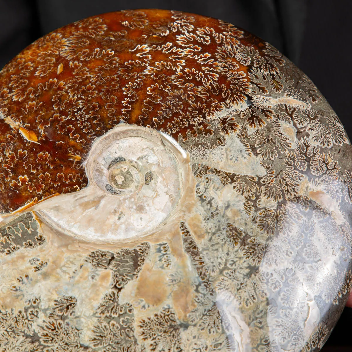 Ammonite Cleoniceras, un Tesoro Preistorico.