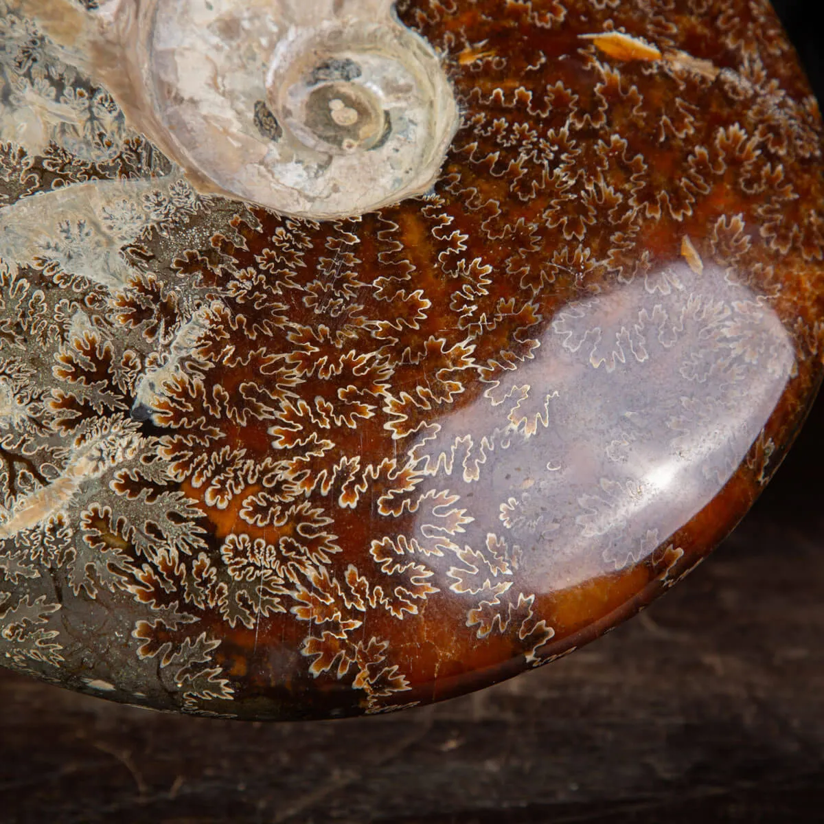 Ammonite Cleoniceras, un Tesoro Preistorico.