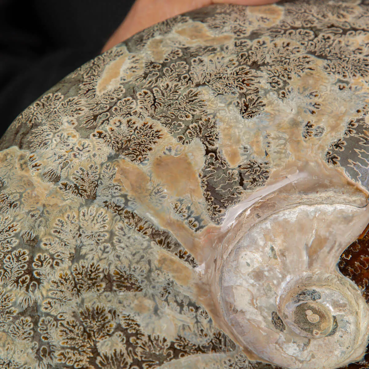 Ammonite Cleoniceras, un Tesoro Preistorico.