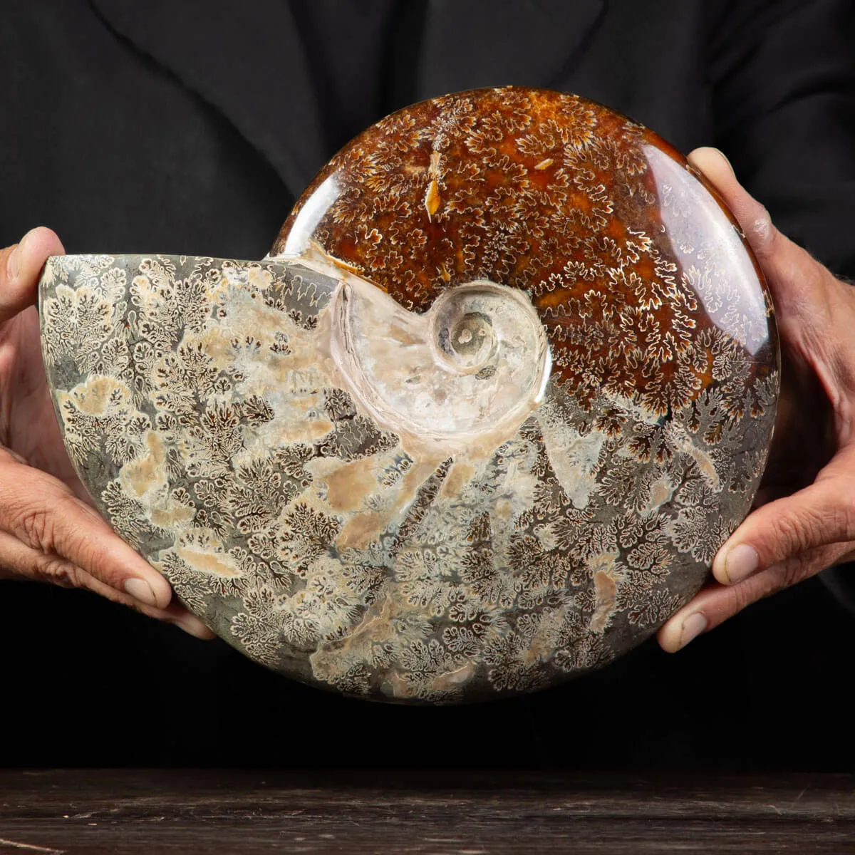 Ammonite Cleoniceras, un Tesoro Preistorico.